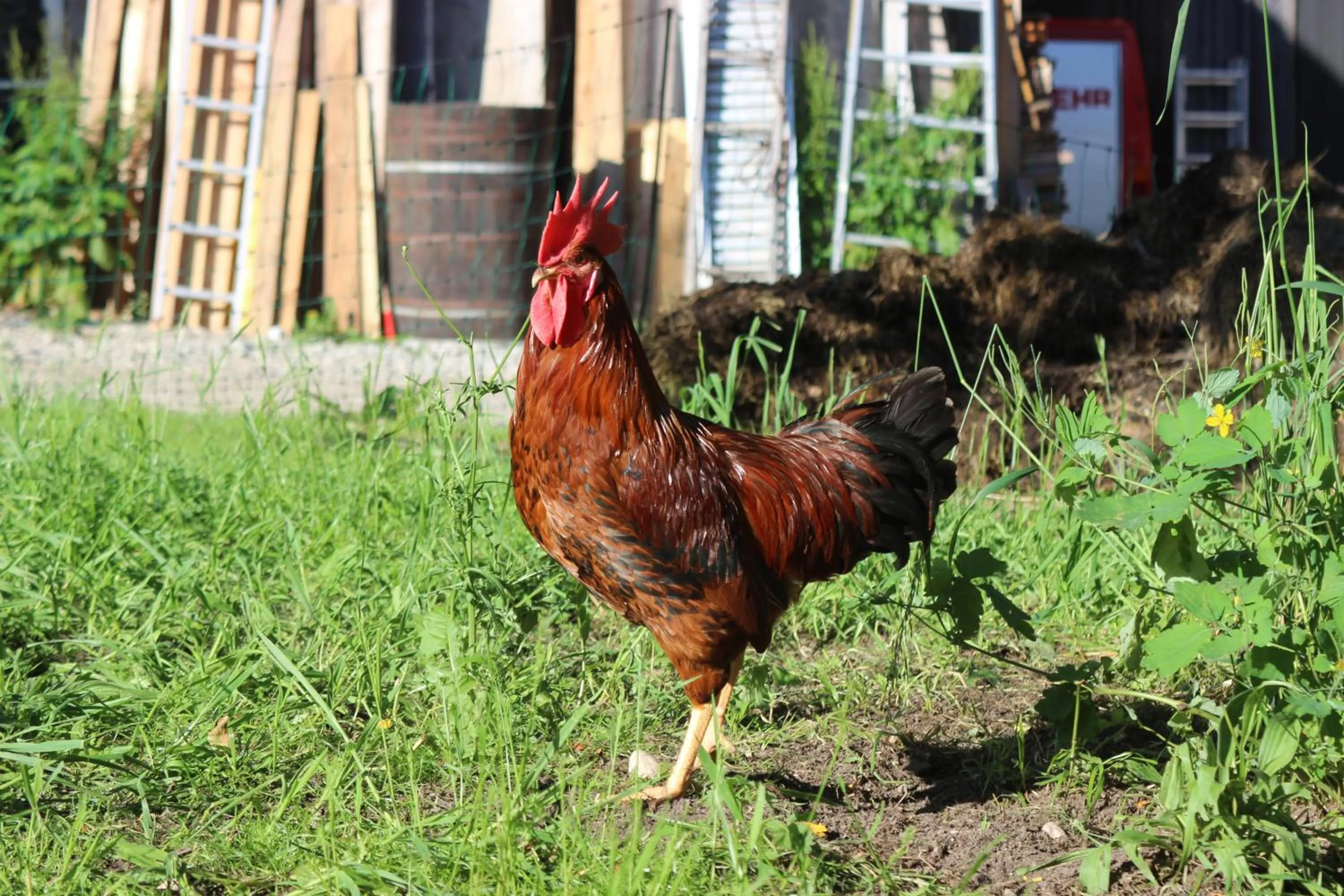 Animals in Chalet am Sonnenhang