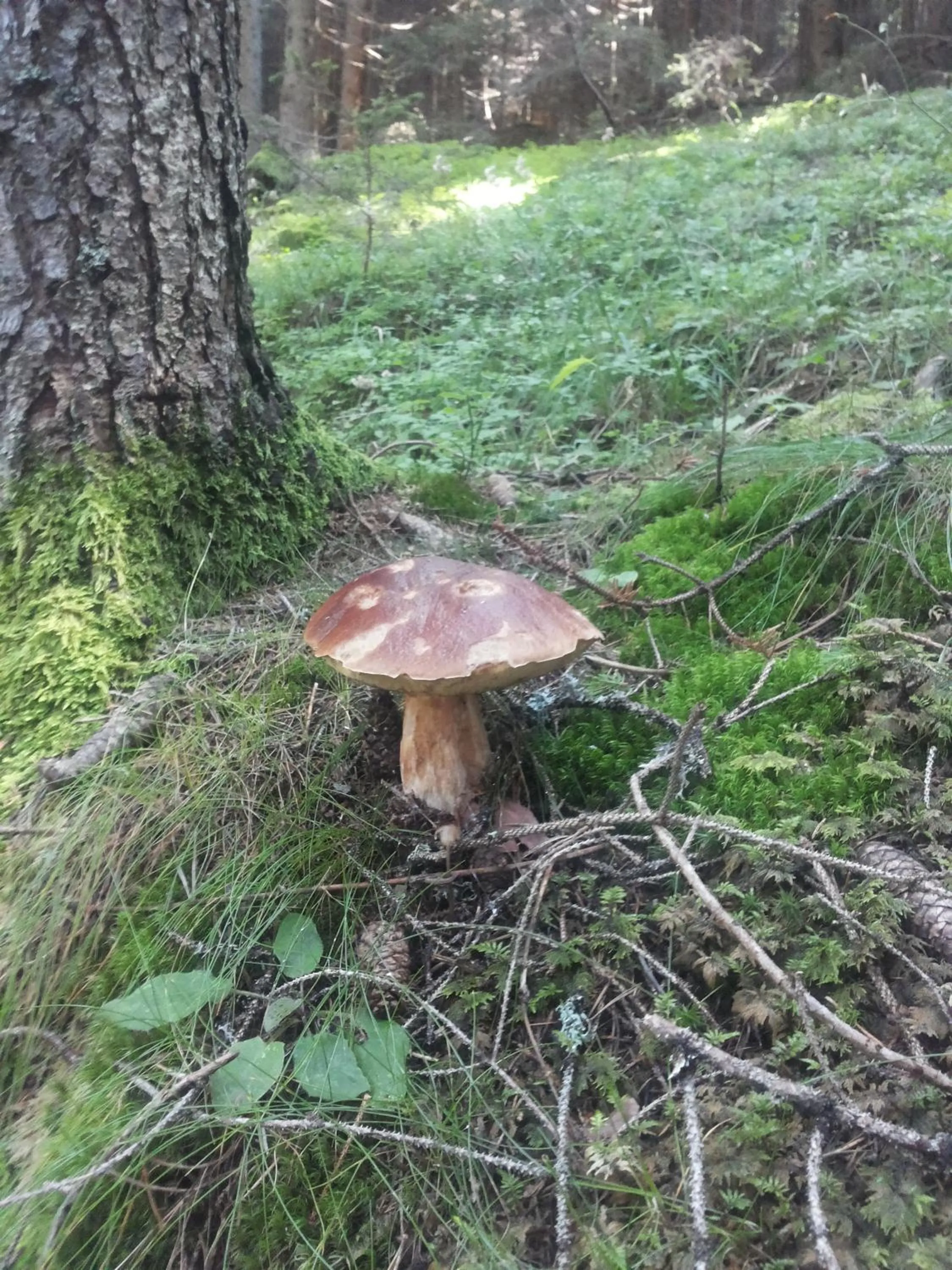 Other in Hotel Tirol- Natural Idyll