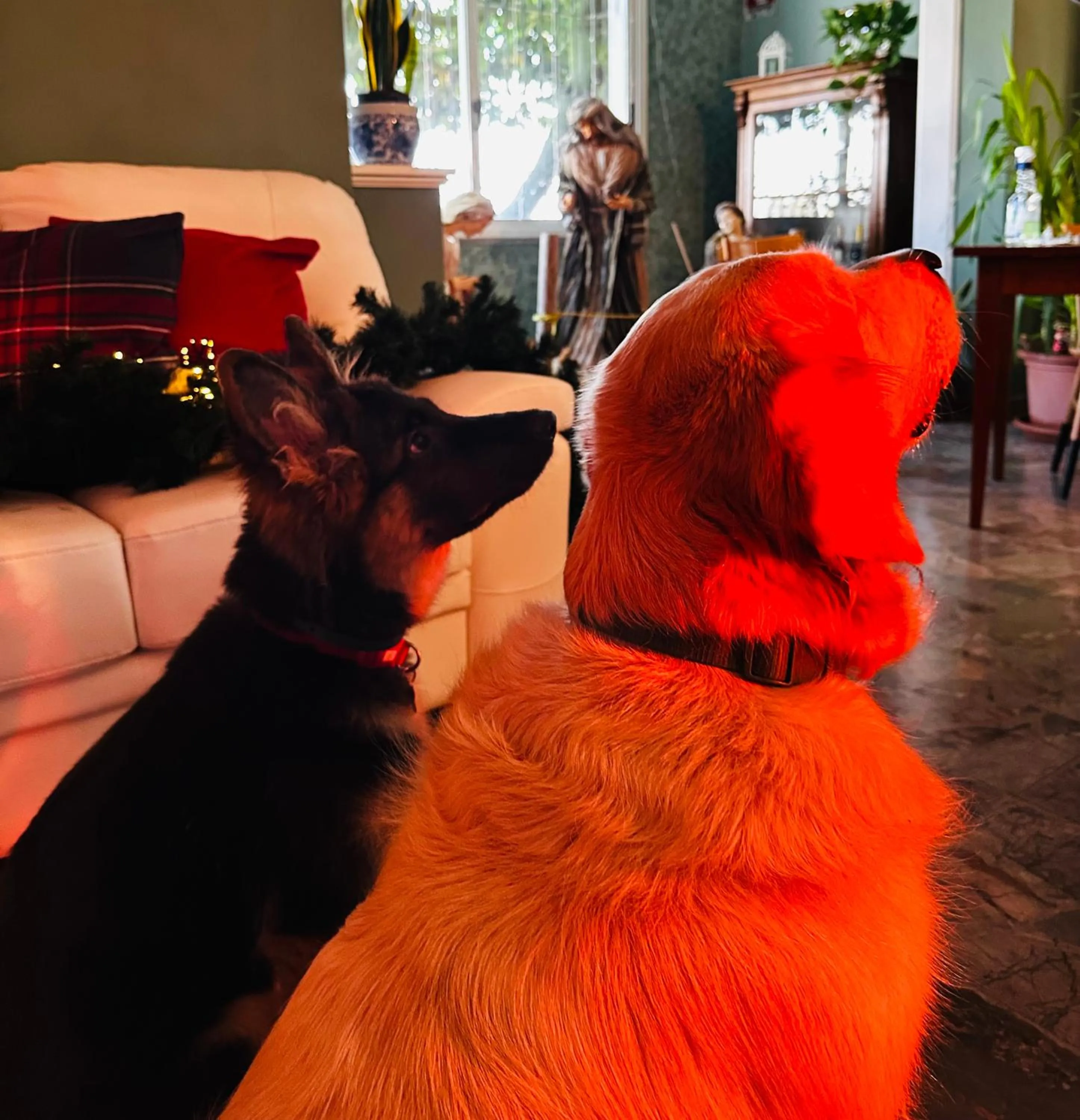 Animals in Hotel De La Ville