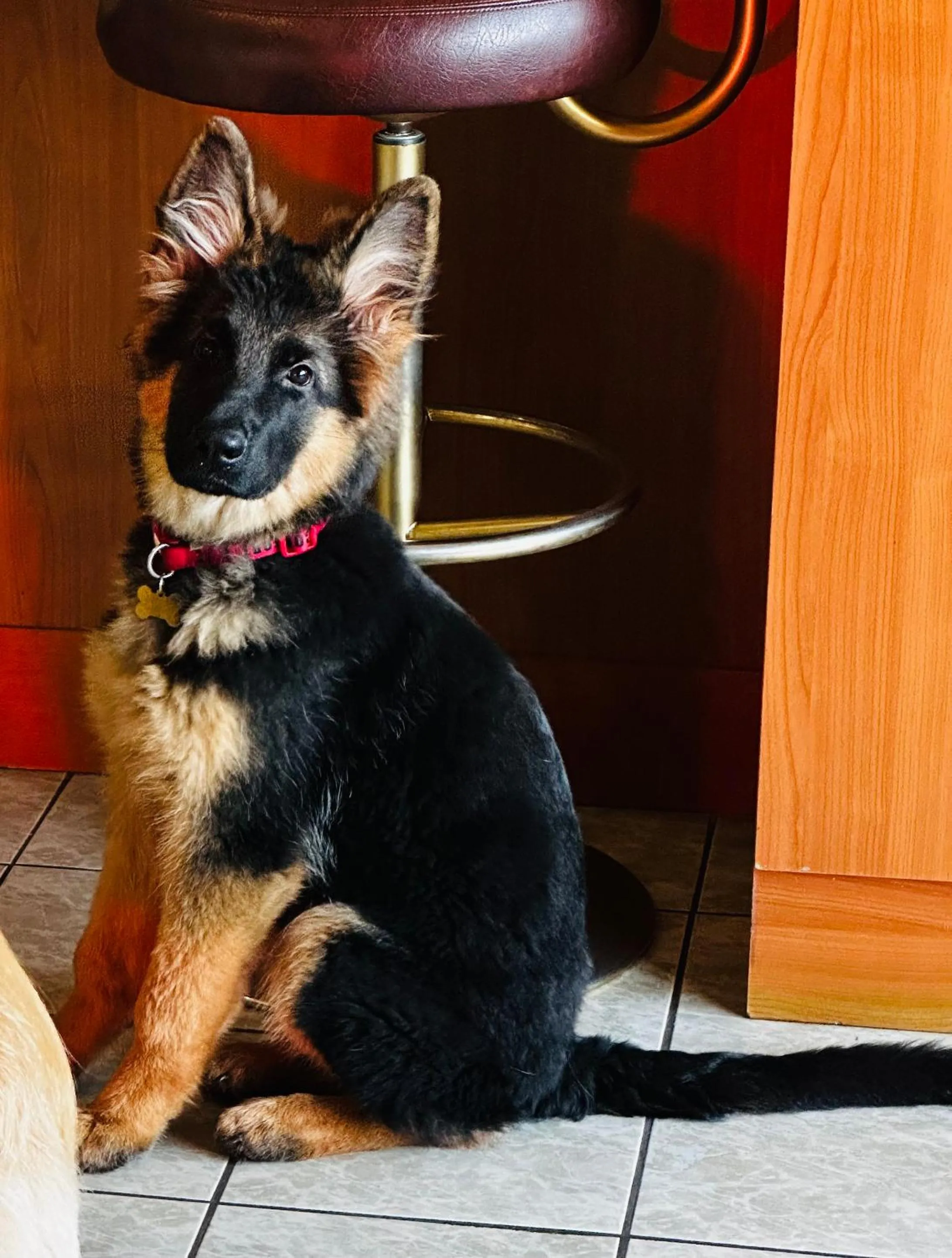 Animals in Hotel De La Ville