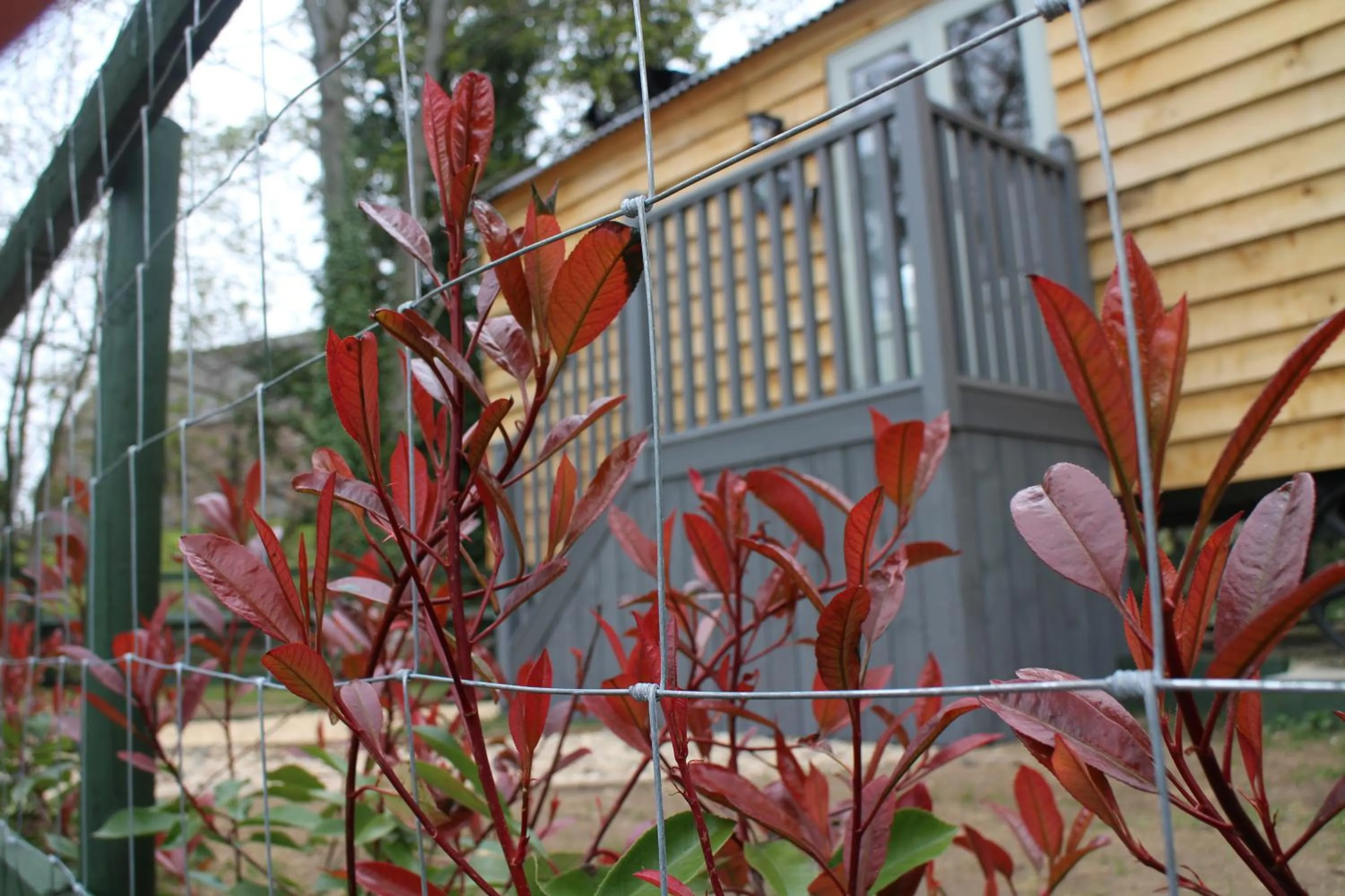 Garden in The Apple Inn