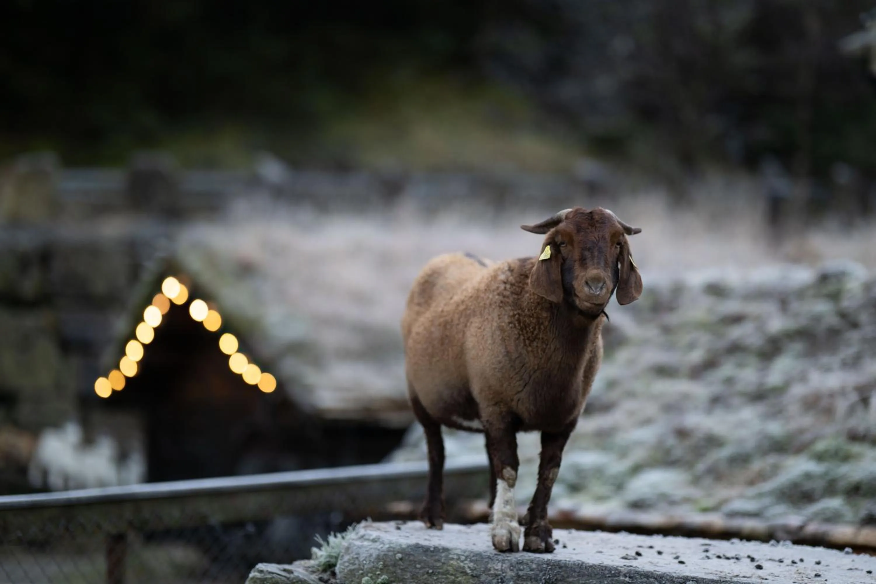 Animals in Byrkjedalstunet Hotell