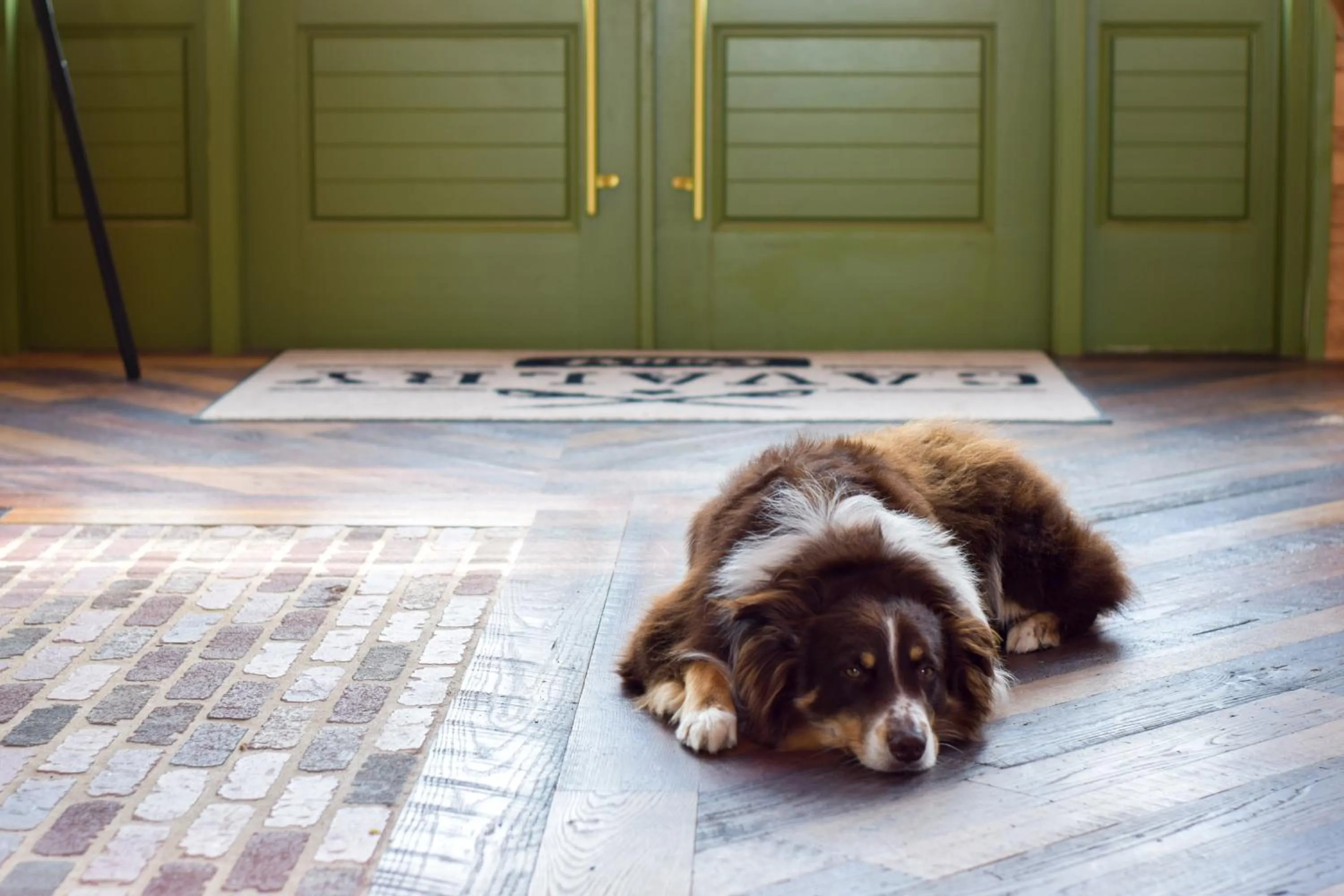 Pets in Cavalry Court, by Valencia Hotel Collection