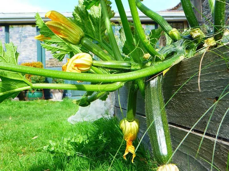 Garden in Tinakilly Country House Hotel
