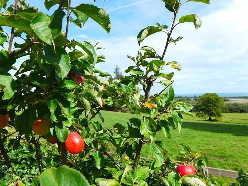 Garden view in Tinakilly Country House Hotel