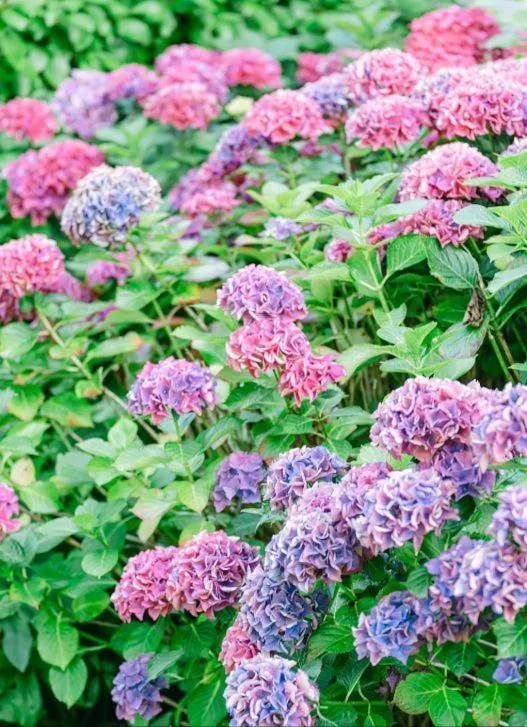 Garden view in Tinakilly Country House Hotel