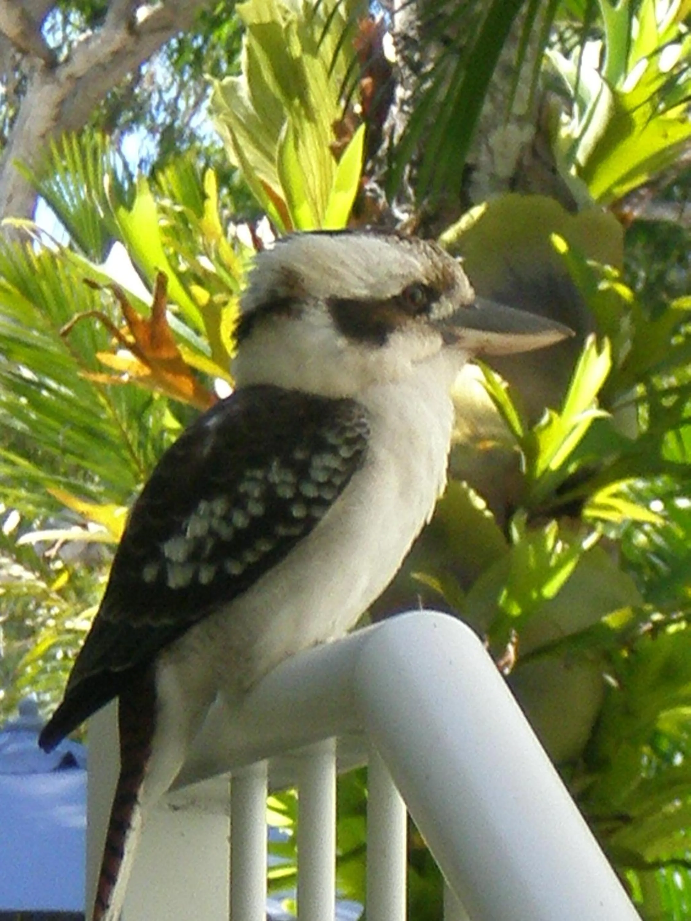 Animals in Melaleuca Resort