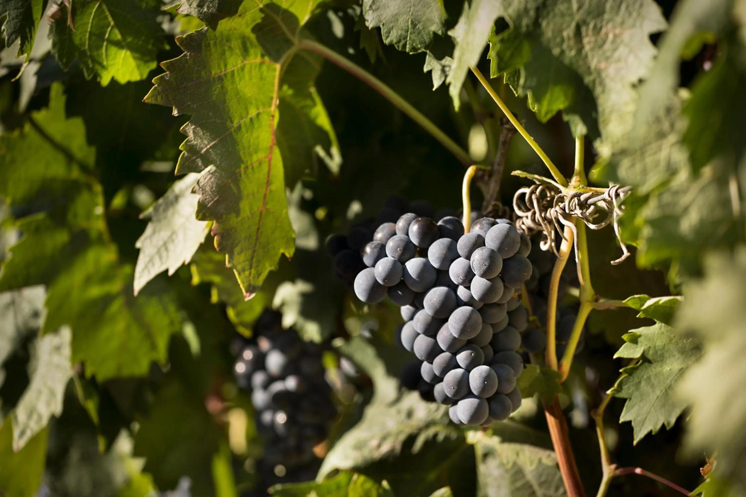 Area and facilities in Hotel Eguren Ugarte