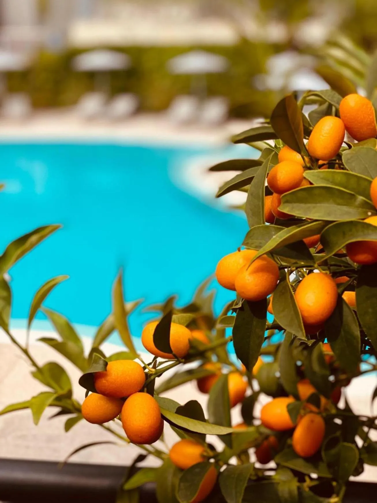 Balcony/Terrace in Villa Miravalle