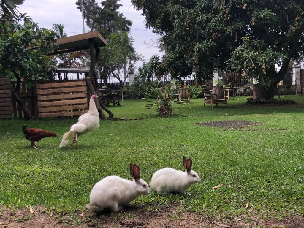 Garden in Kivu Beach Garden