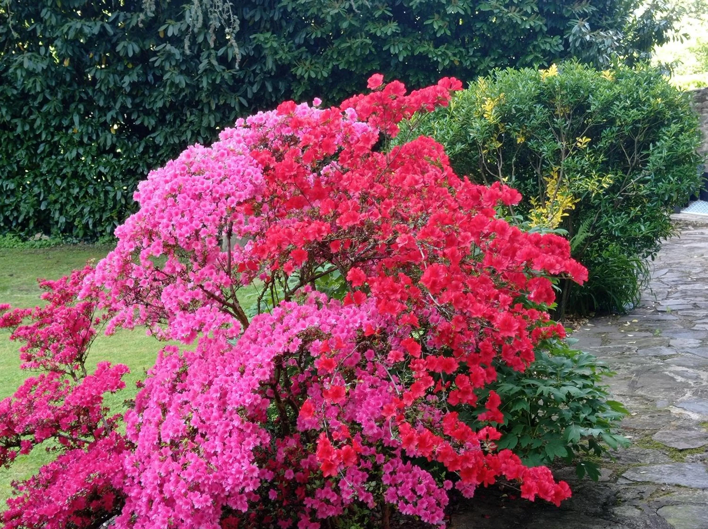 Garden in Hôtel Ambroise
