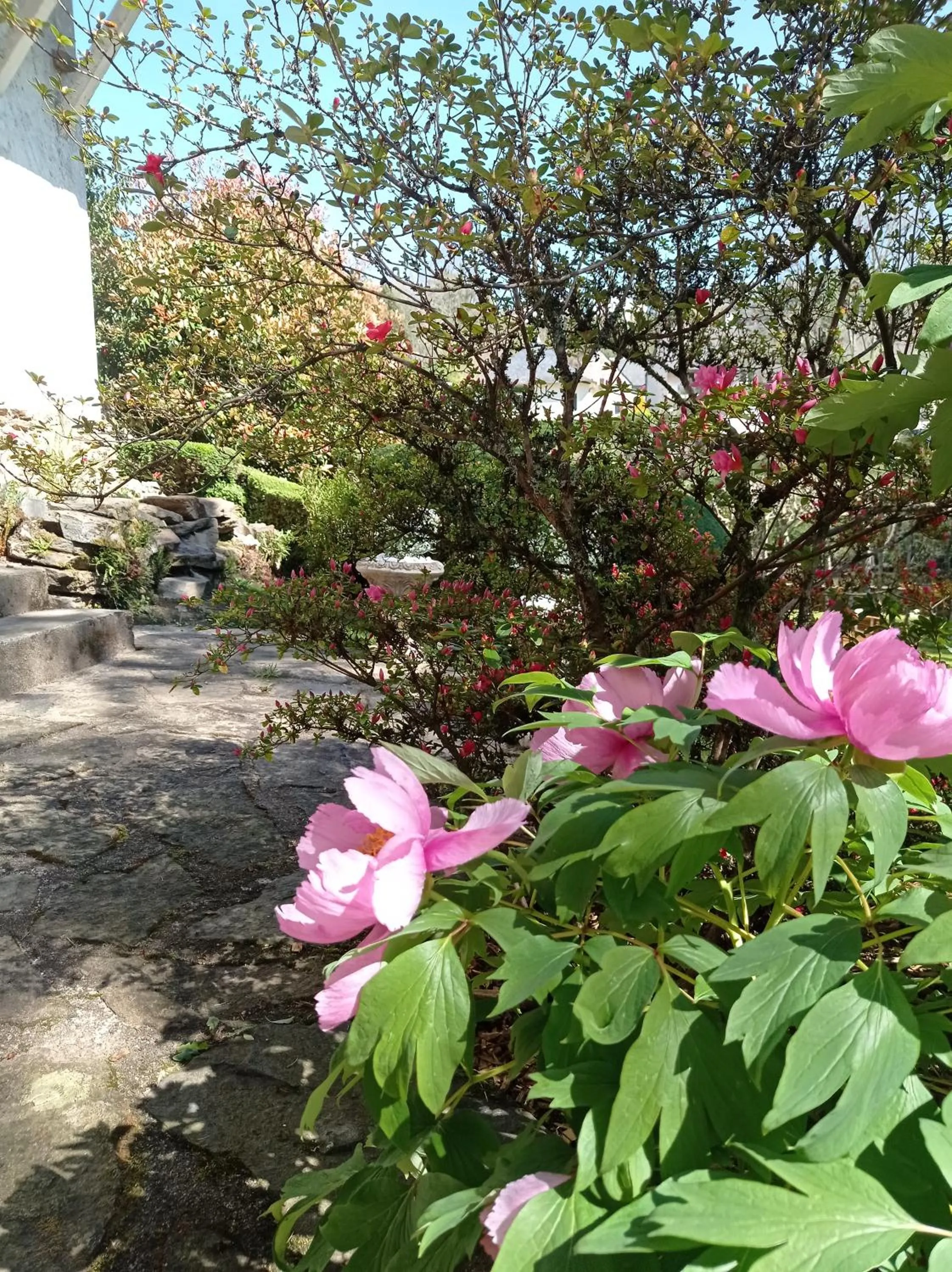 Garden view in Hôtel Ambroise