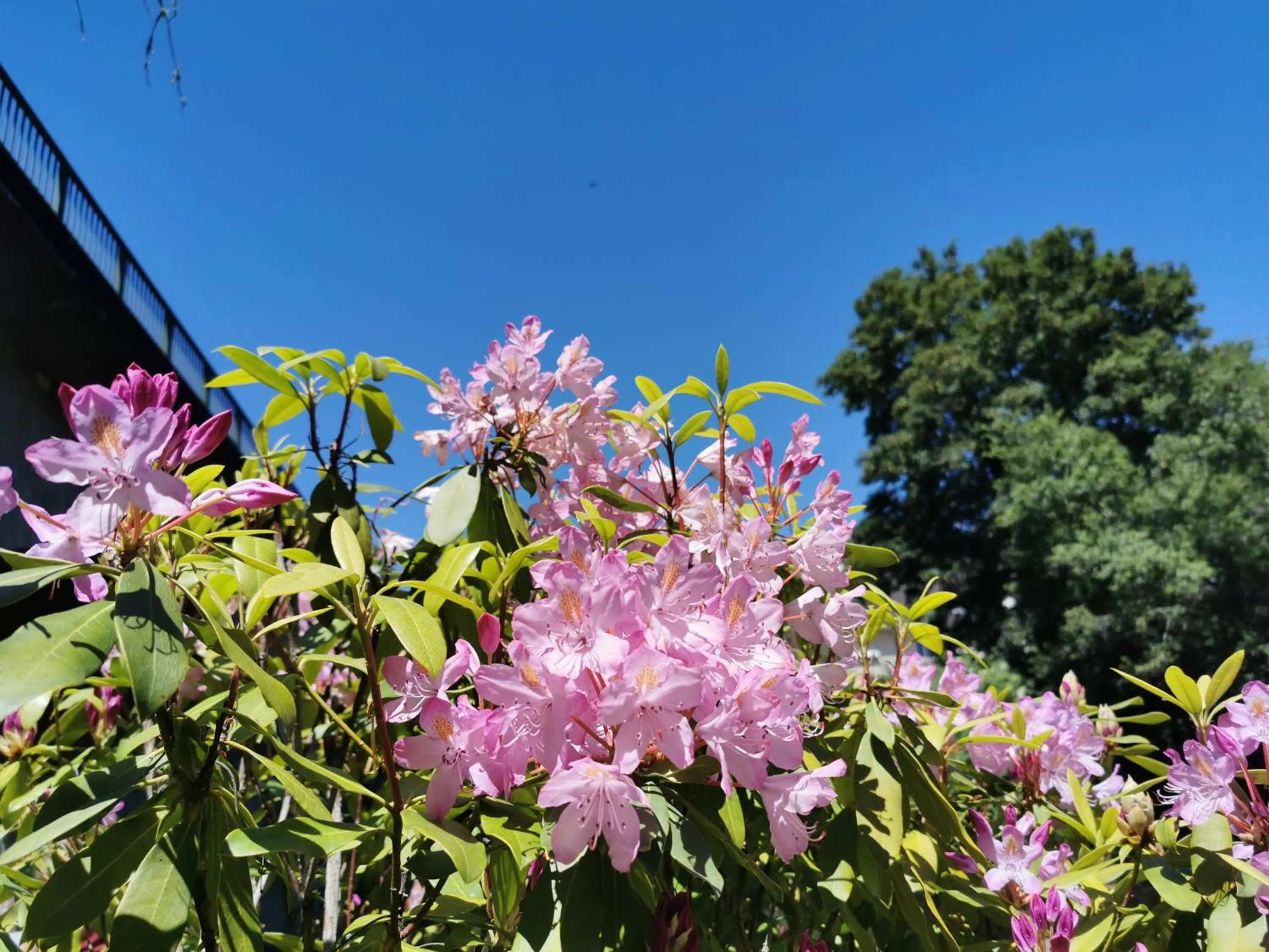 Garden in Hôtel Ambroise
