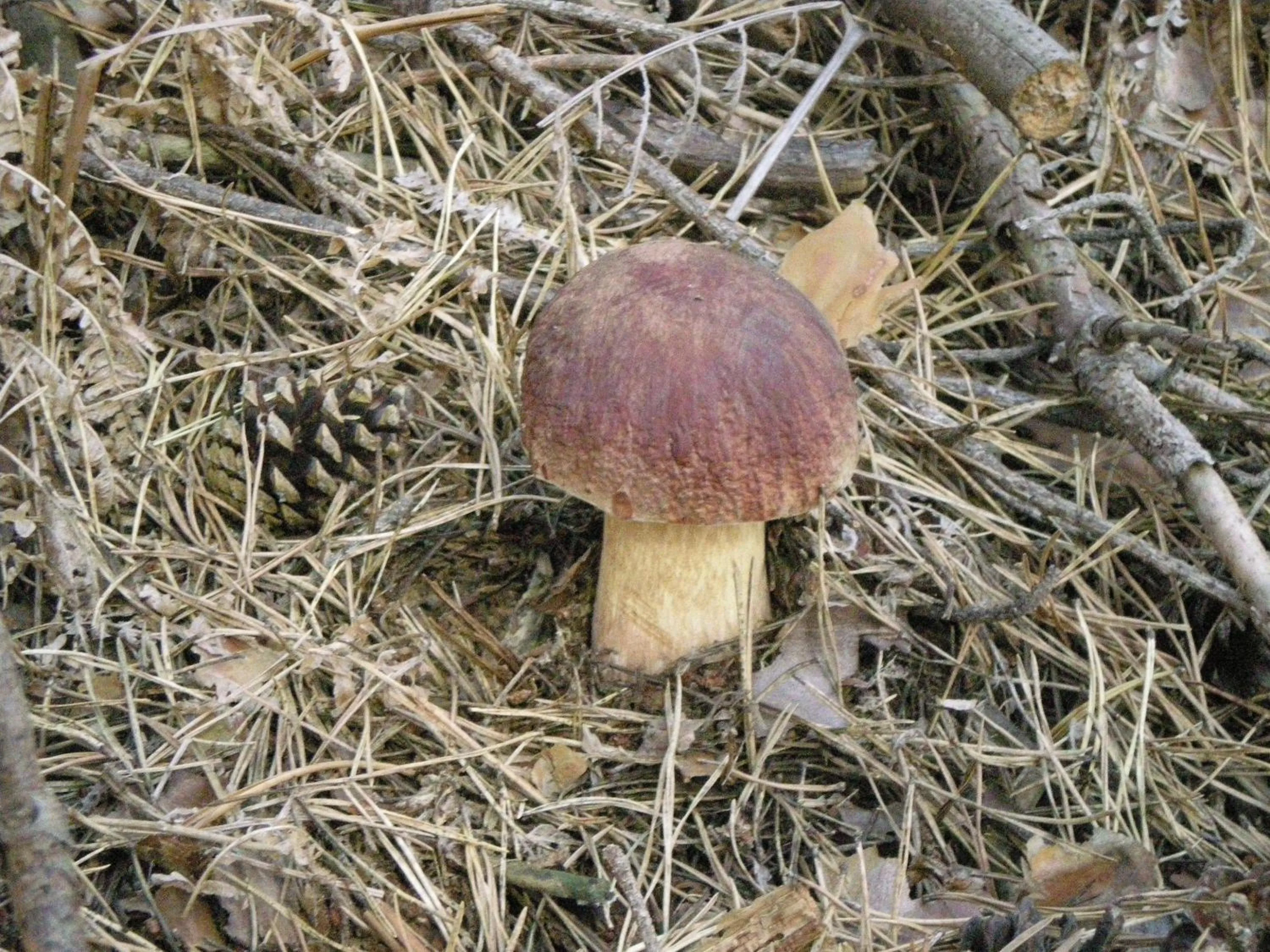 Activities in Hotel Los Perales