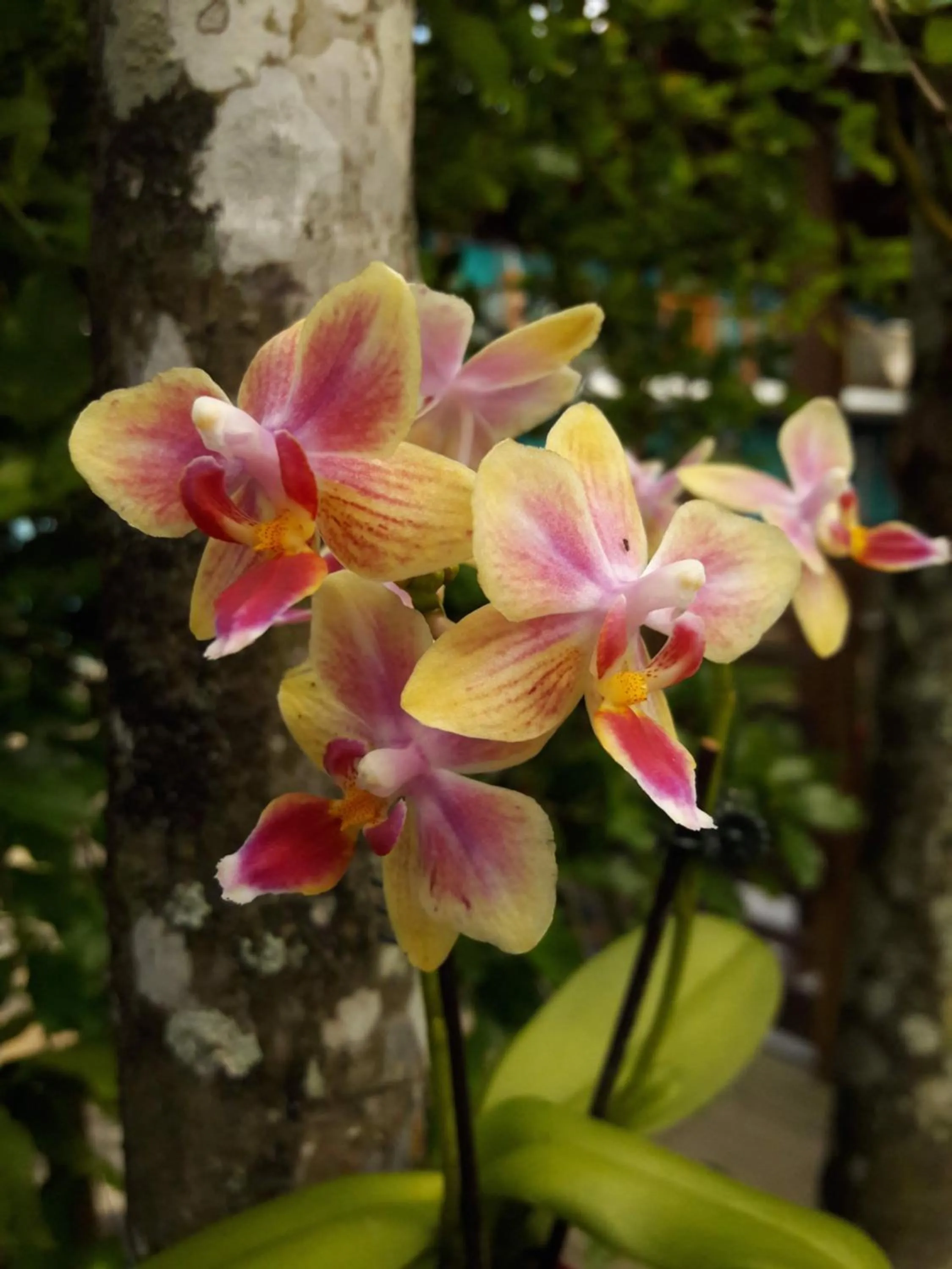 Espaço Dona Florinha