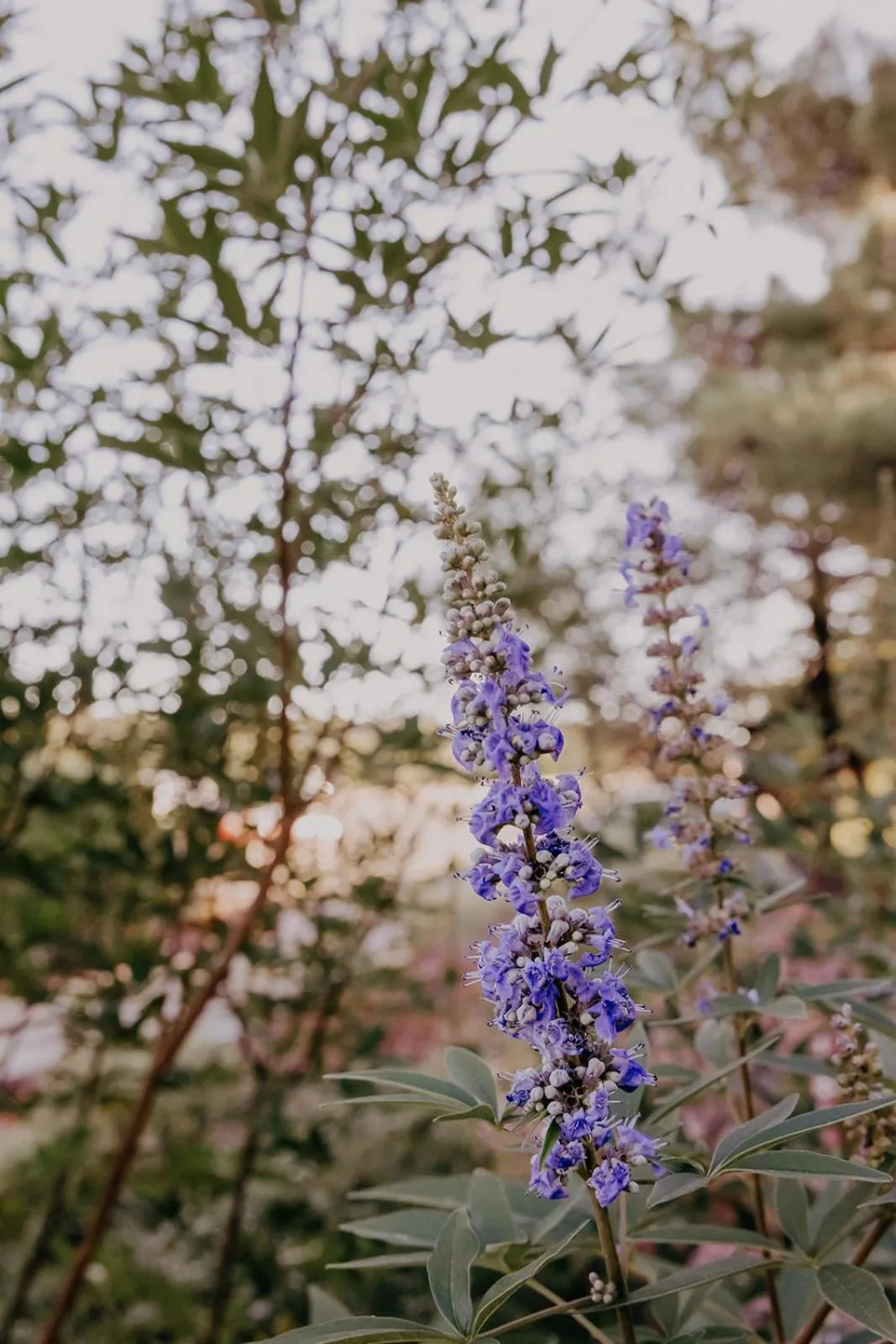Garden in Southwest Inn at Sedona
