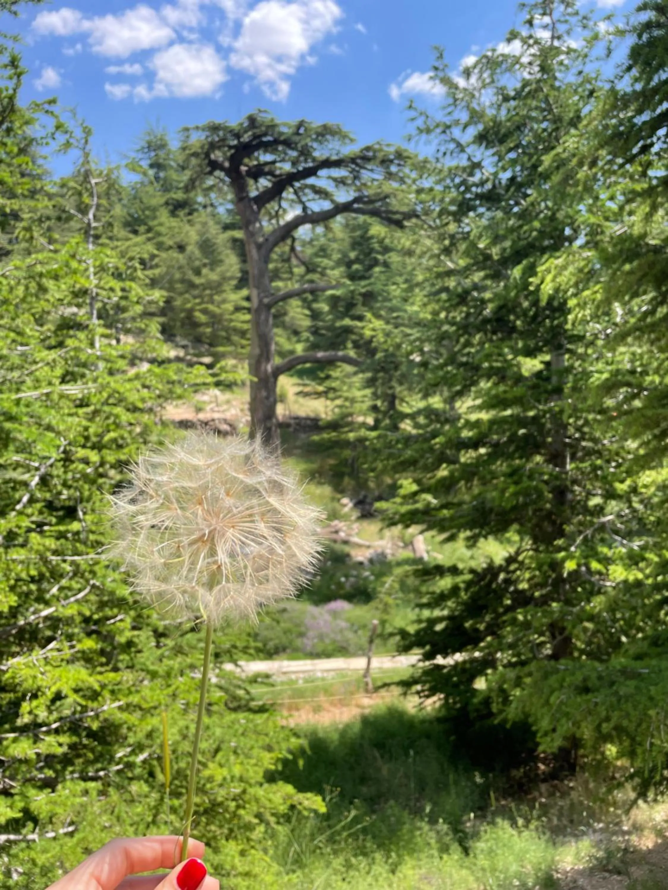 Nearby landmark in Le Cedrus Hotel