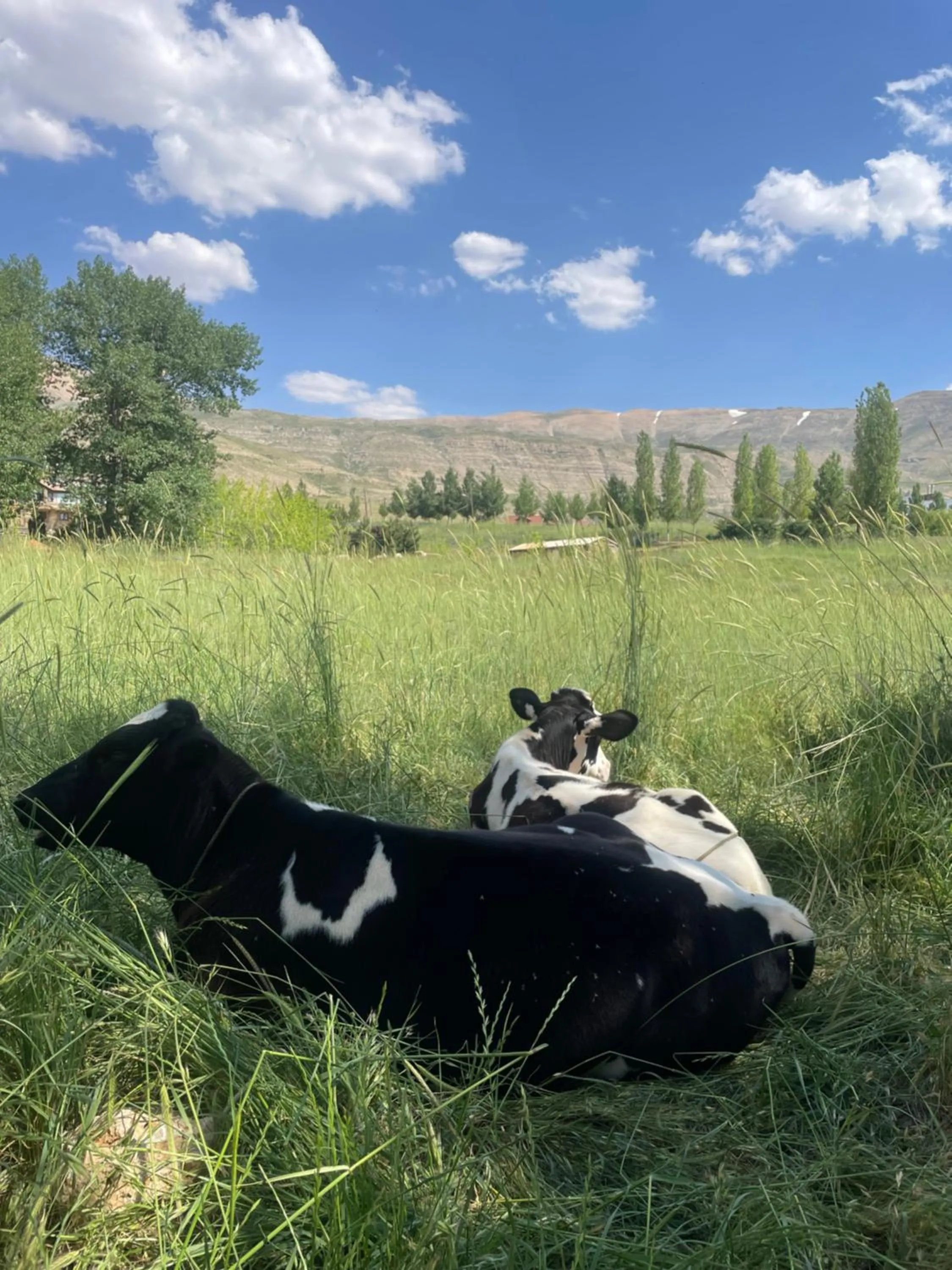 Day in Le Cedrus Hotel