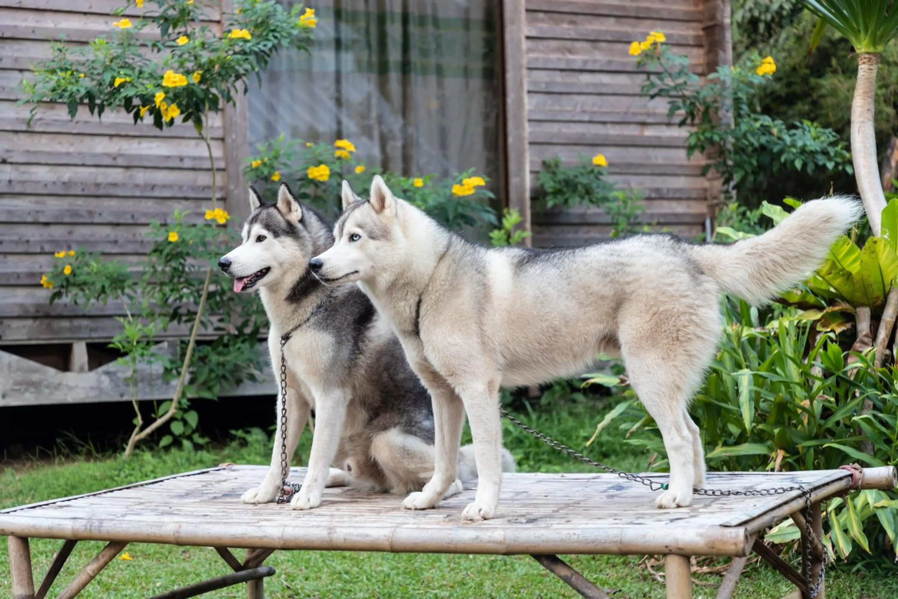 Pets in Saengcha Farm Resort