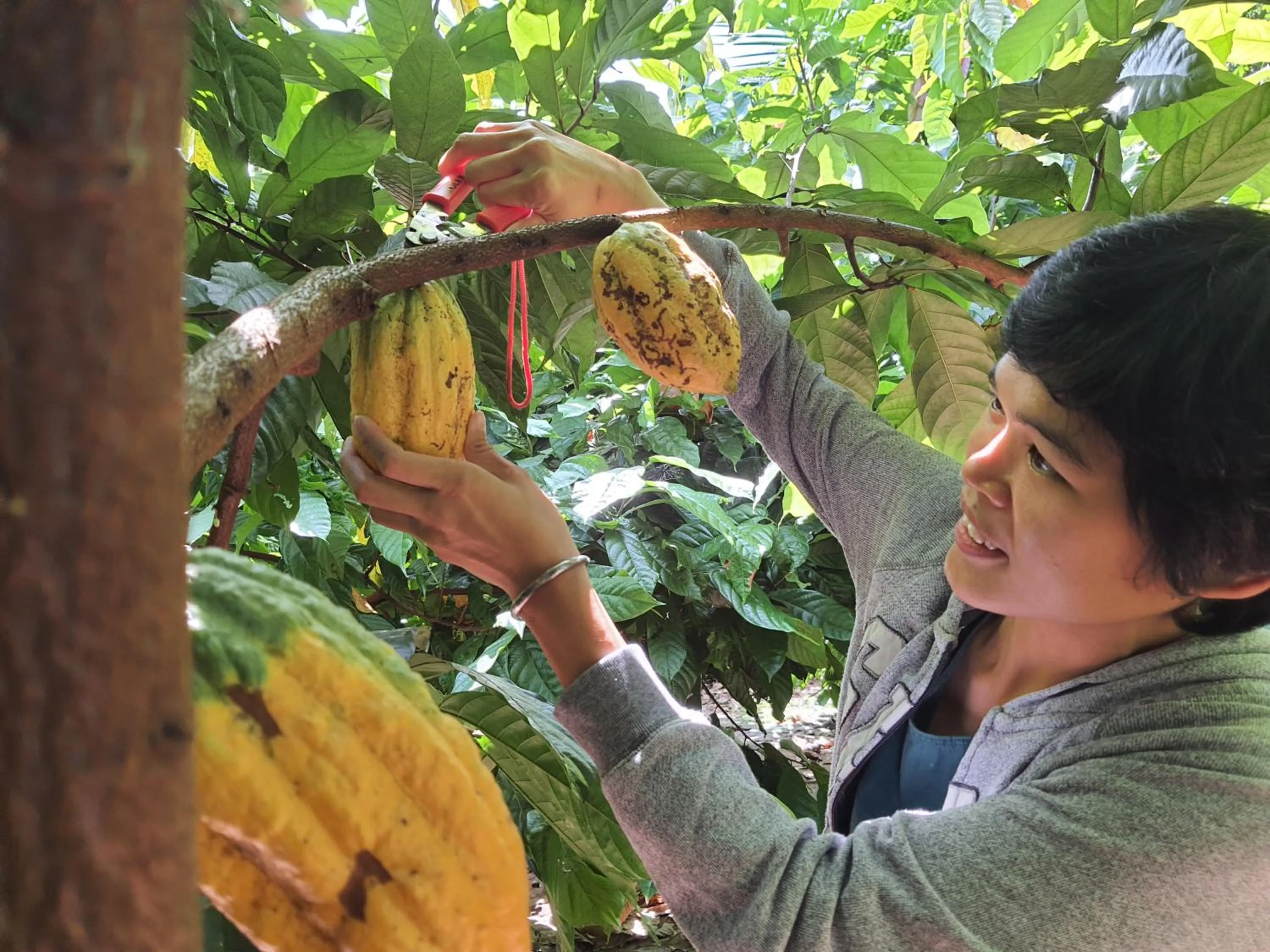 Saengcha Farm Resort