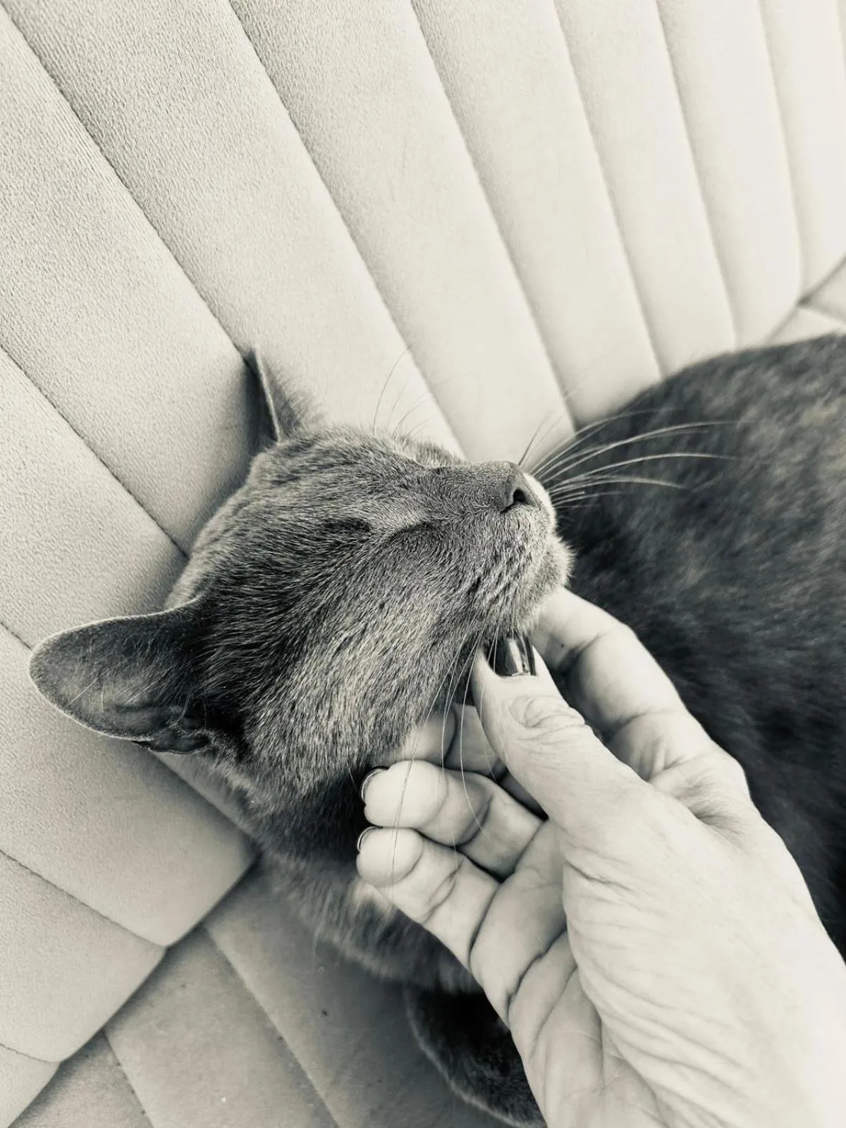 Pets in Holiday Home Nature Neno
