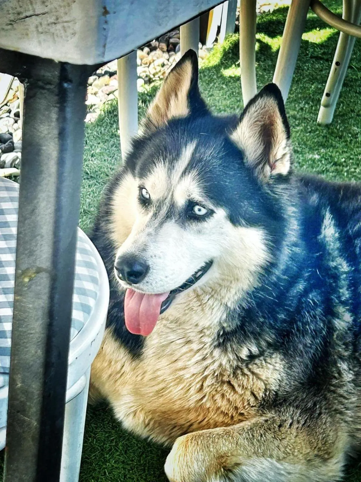 Pets in Holiday Home Nature Neno