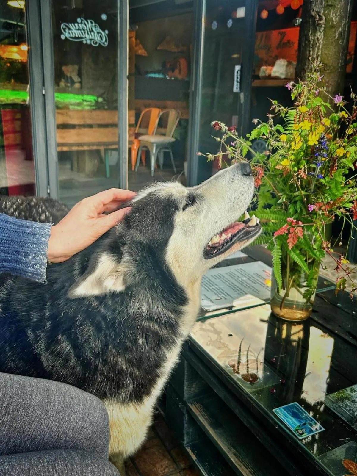 Pets in Holiday Home Nature Neno