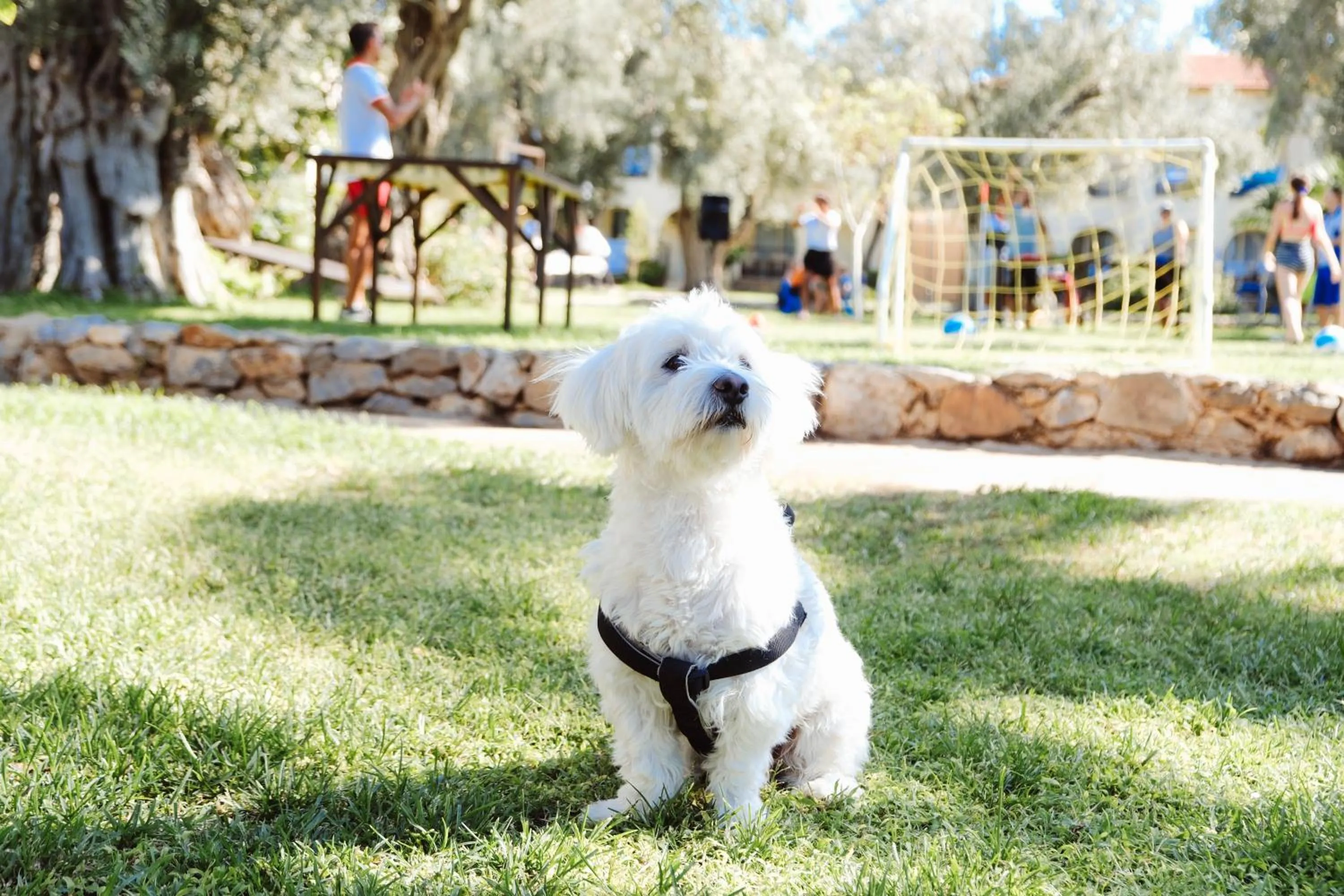 Pets in Club Resort Atlantis