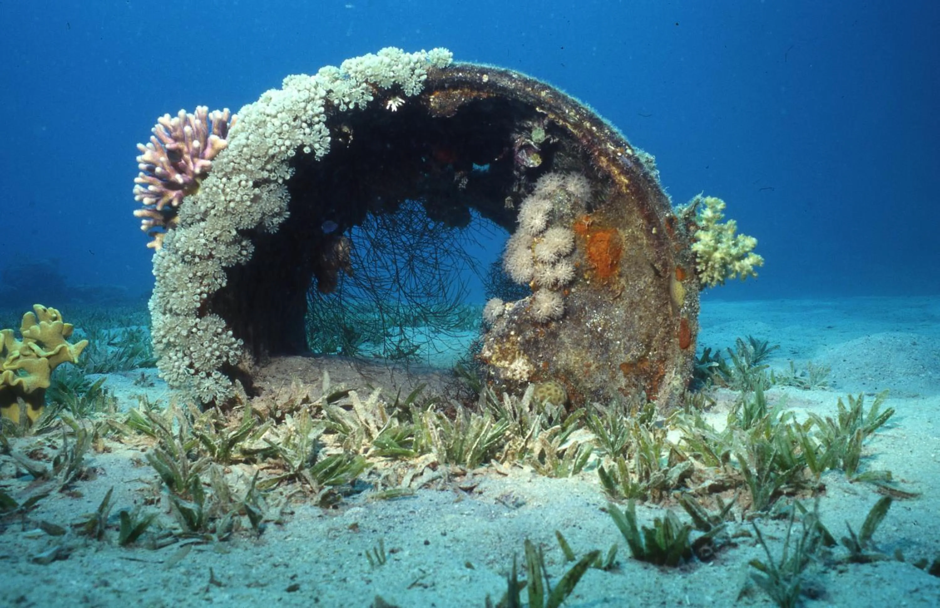 Diving in Star Of Dahab Hotel