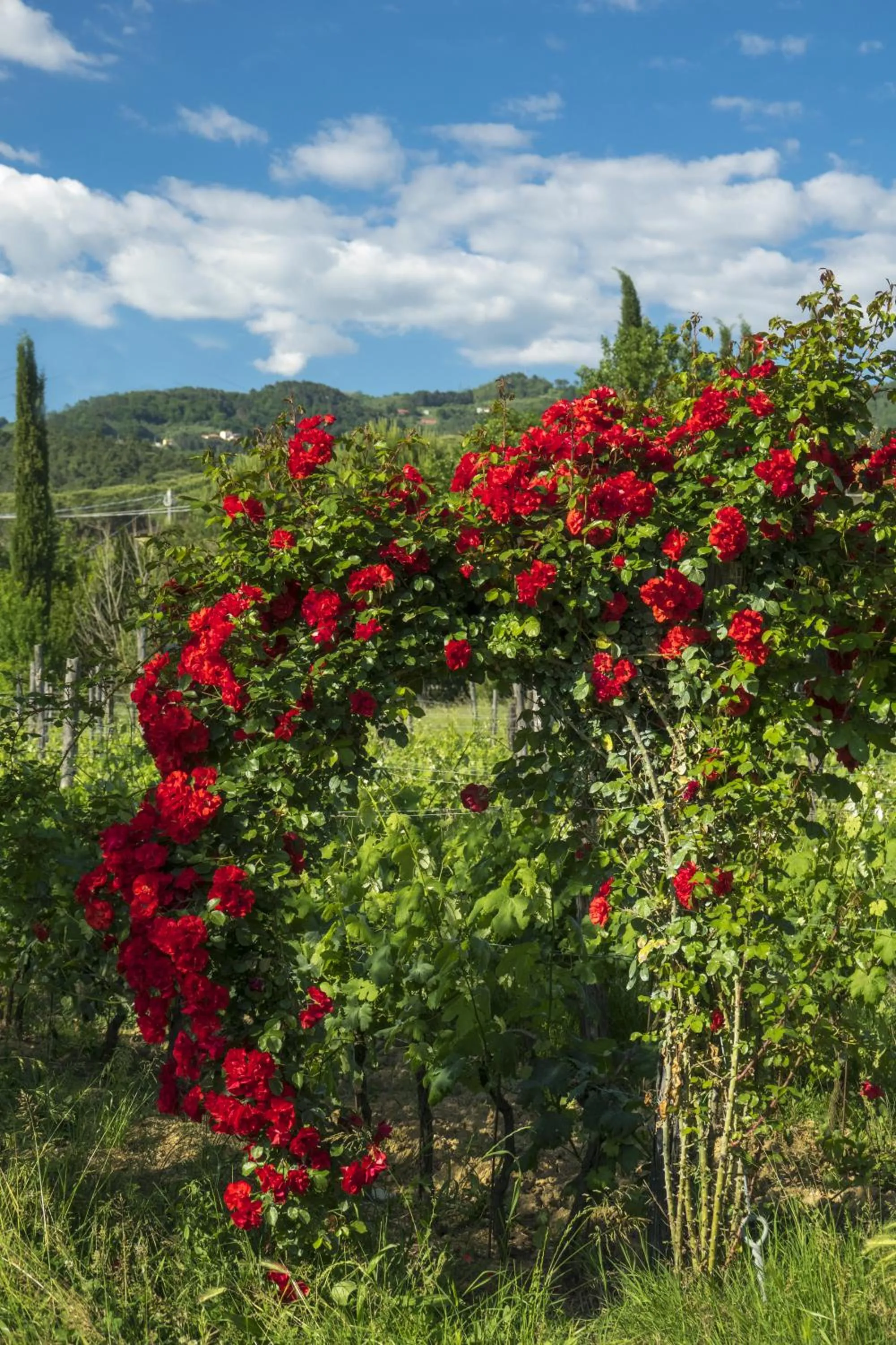 Natural landscape in Resort La Ghiaia
