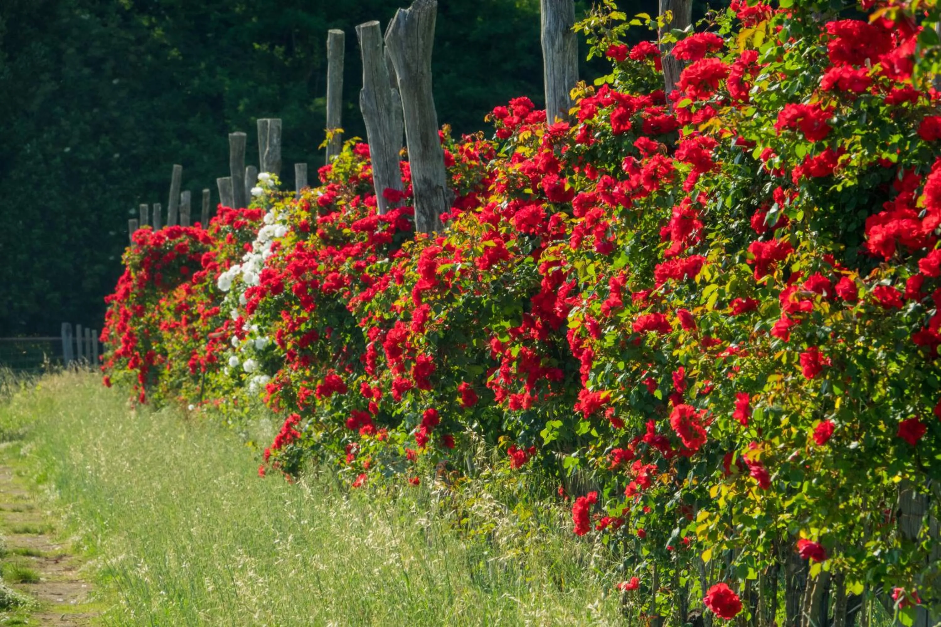 Natural landscape in Resort La Ghiaia