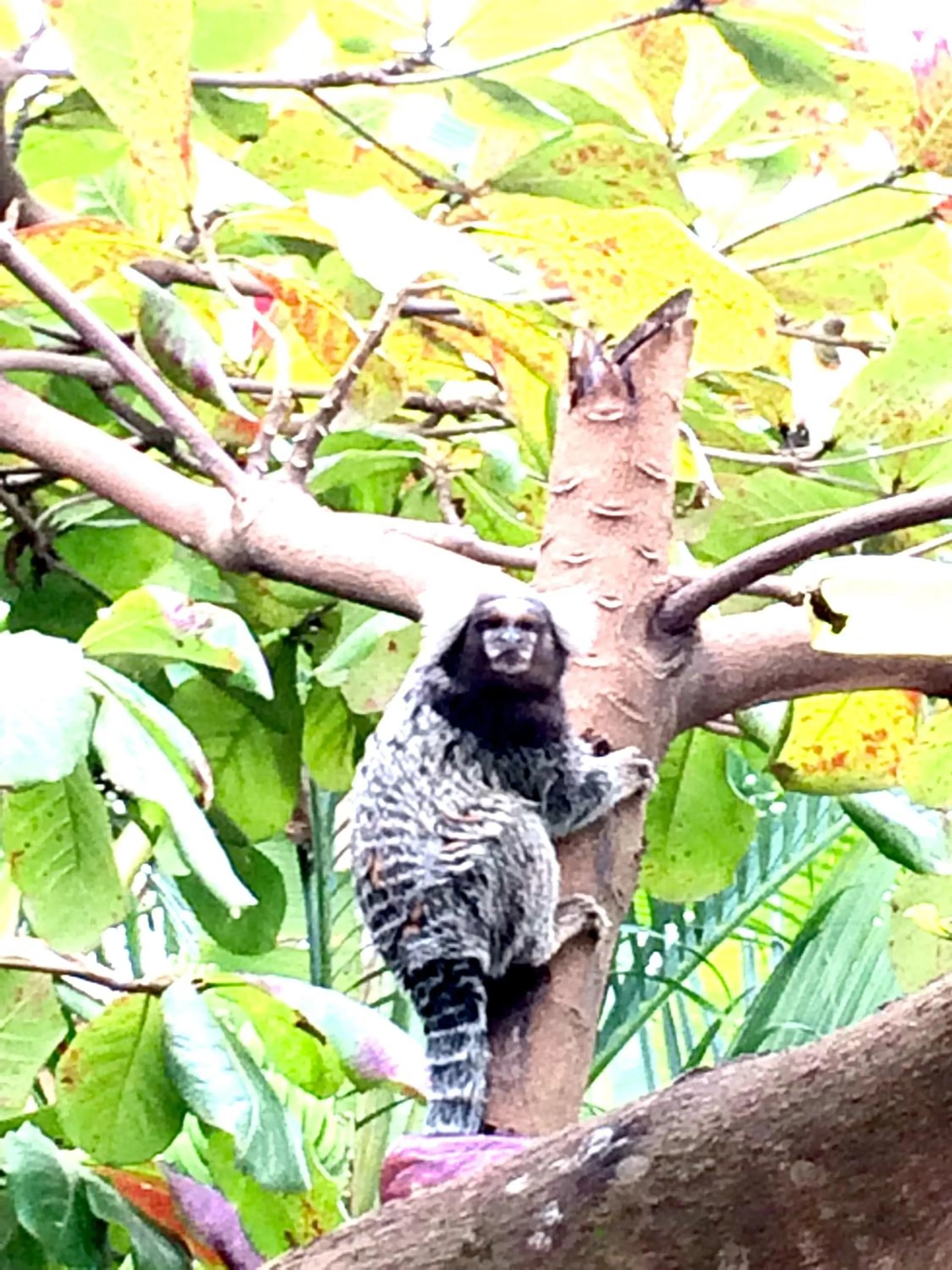 Animals in Pousada do Tesouro