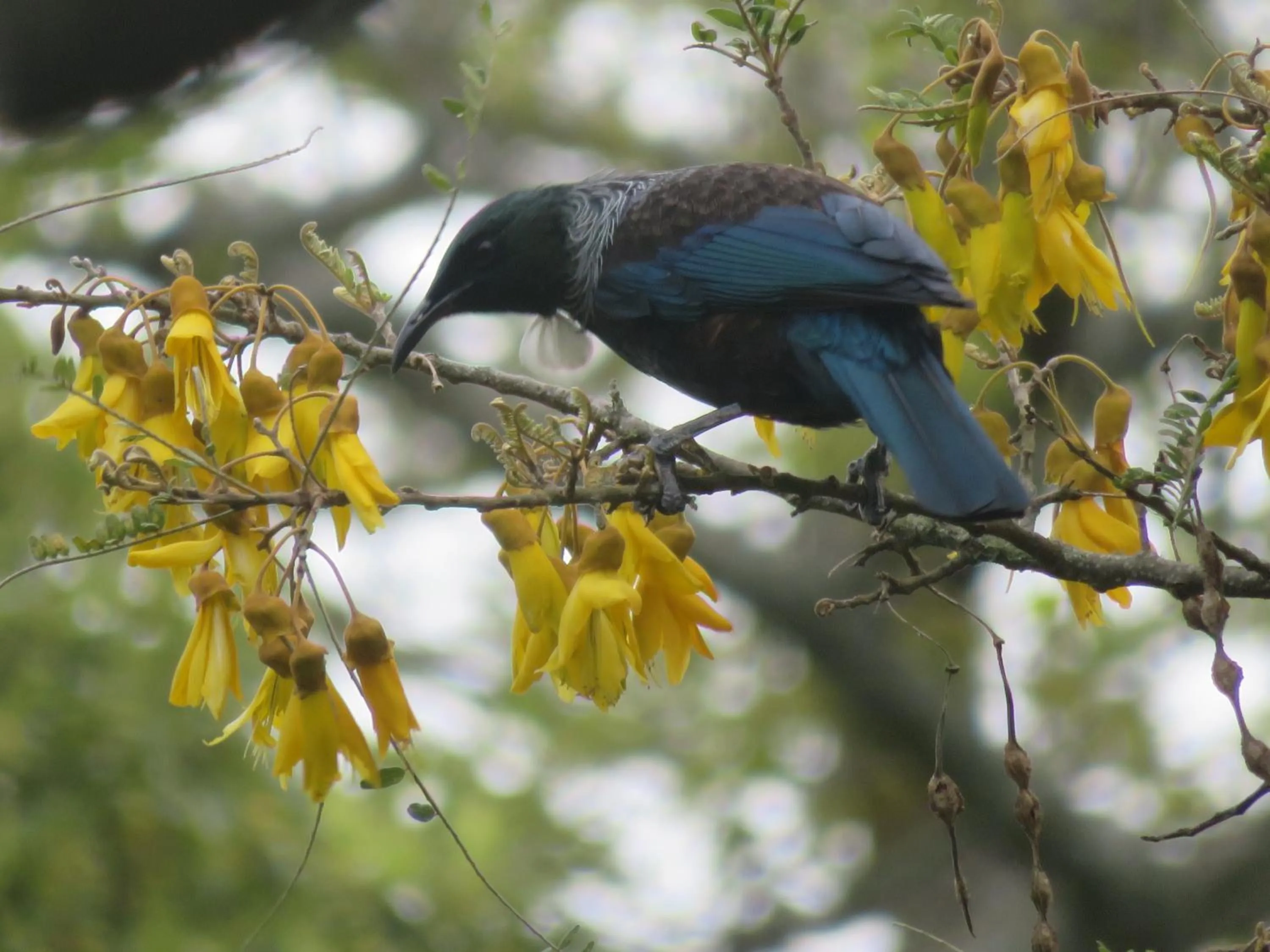 Garden view in Walnut Lodge B&B