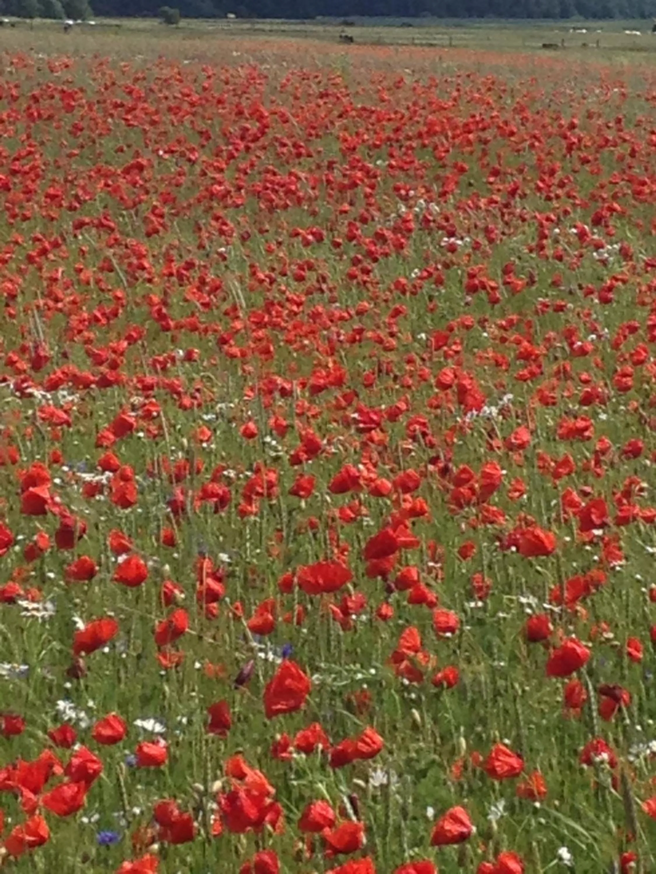 Landhotel zum Honigdieb