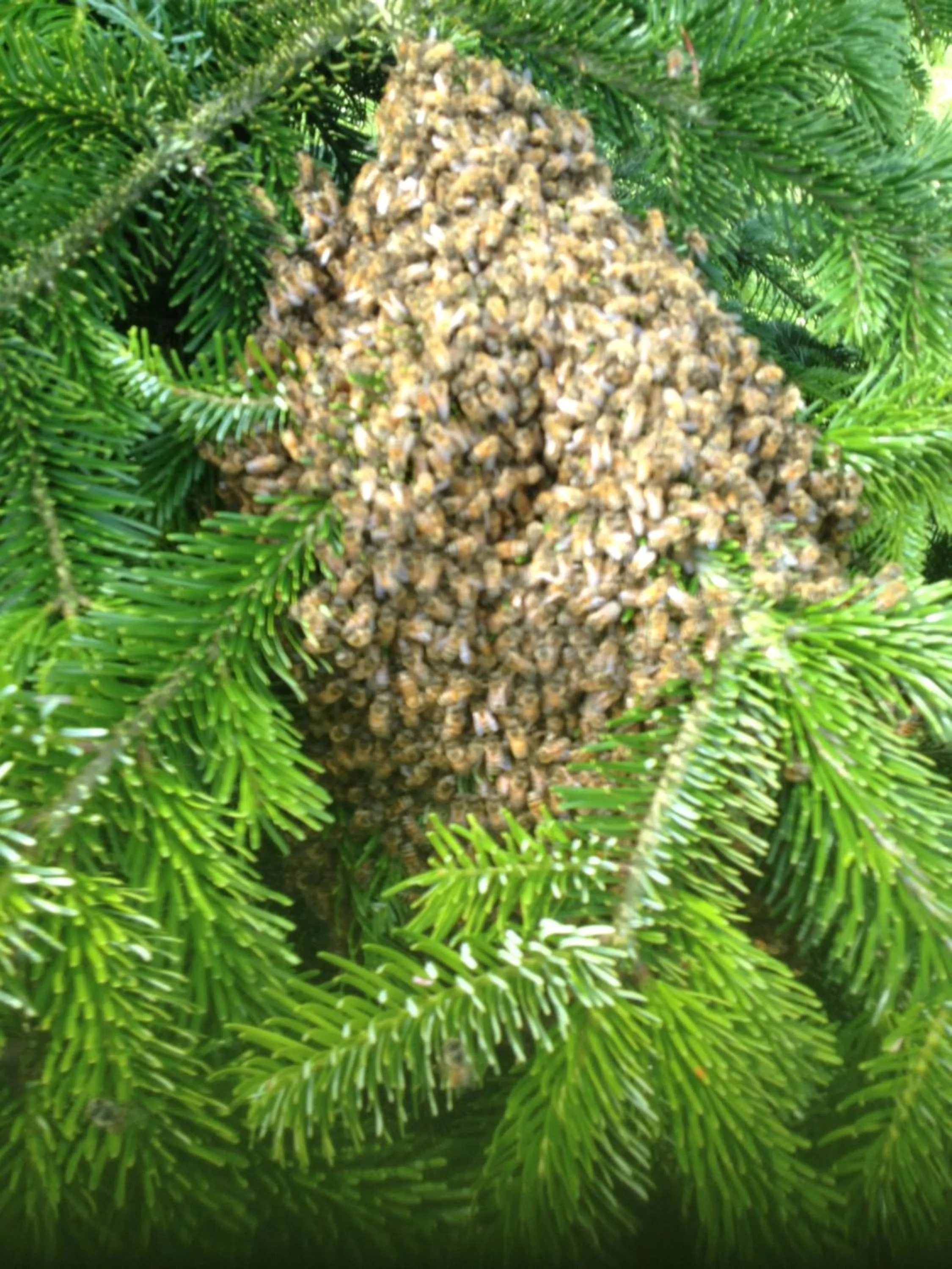 Landhotel zum Honigdieb