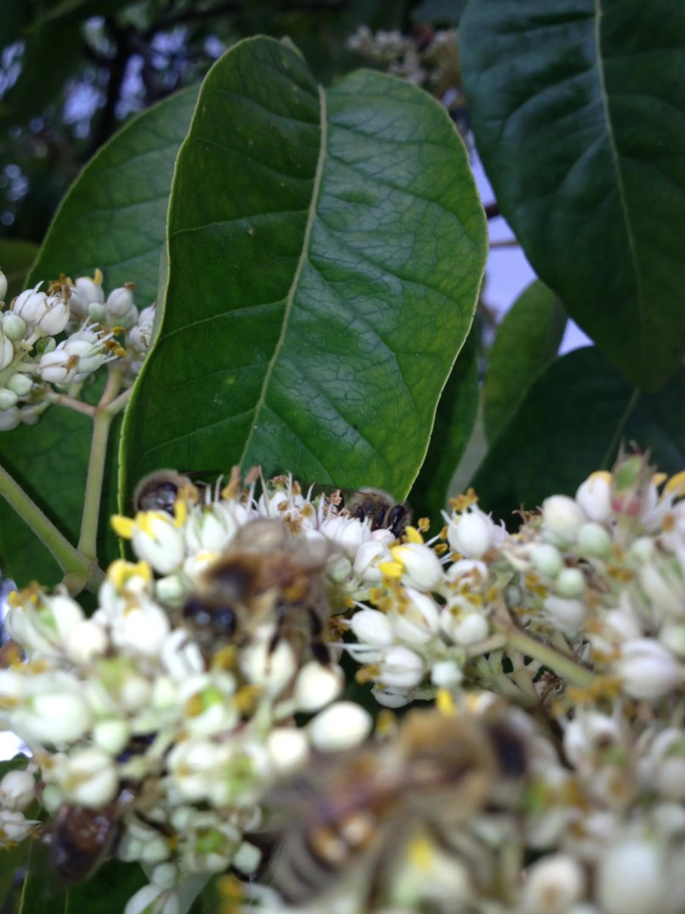 Landhotel zum Honigdieb