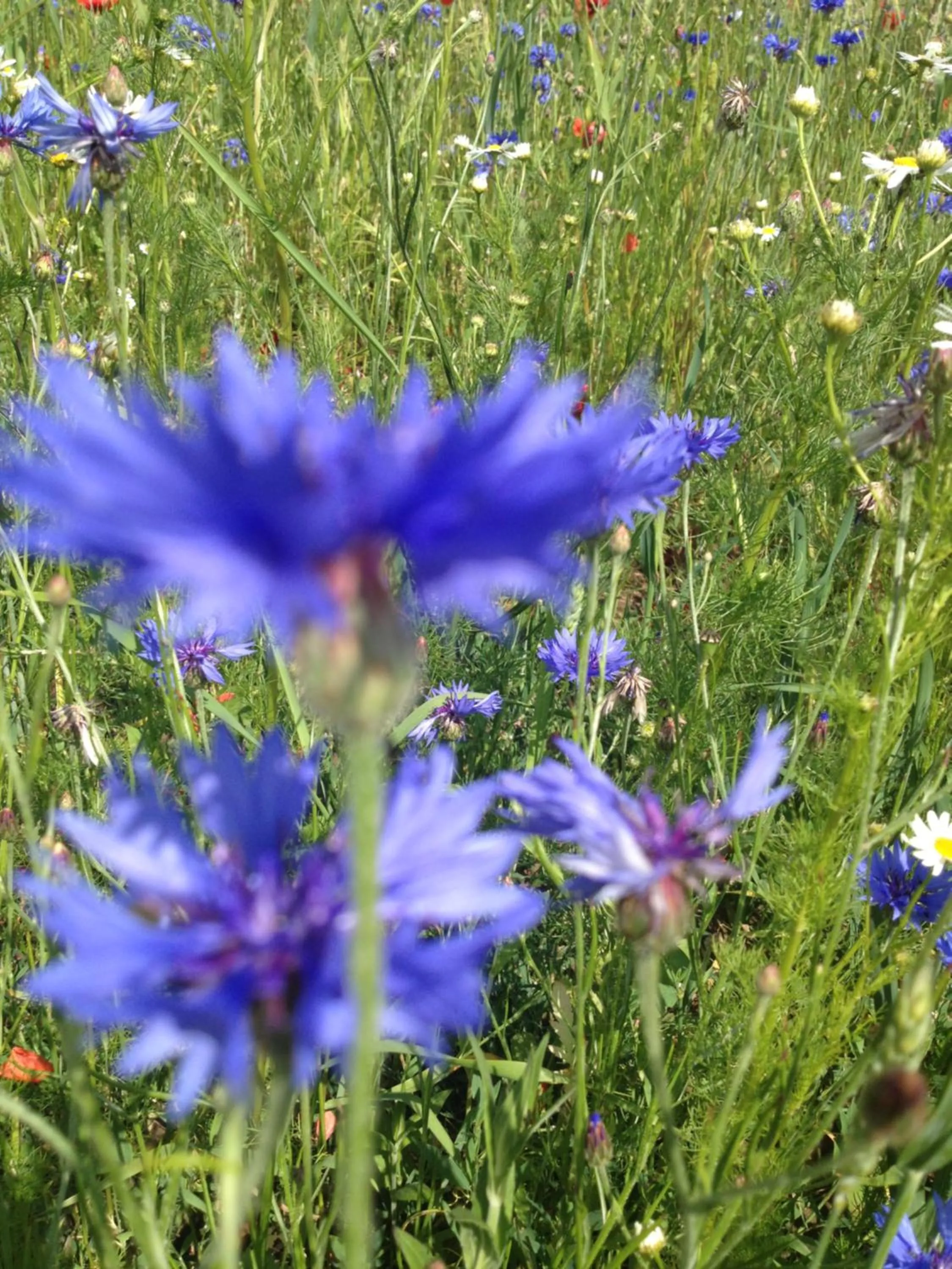 Landhotel zum Honigdieb