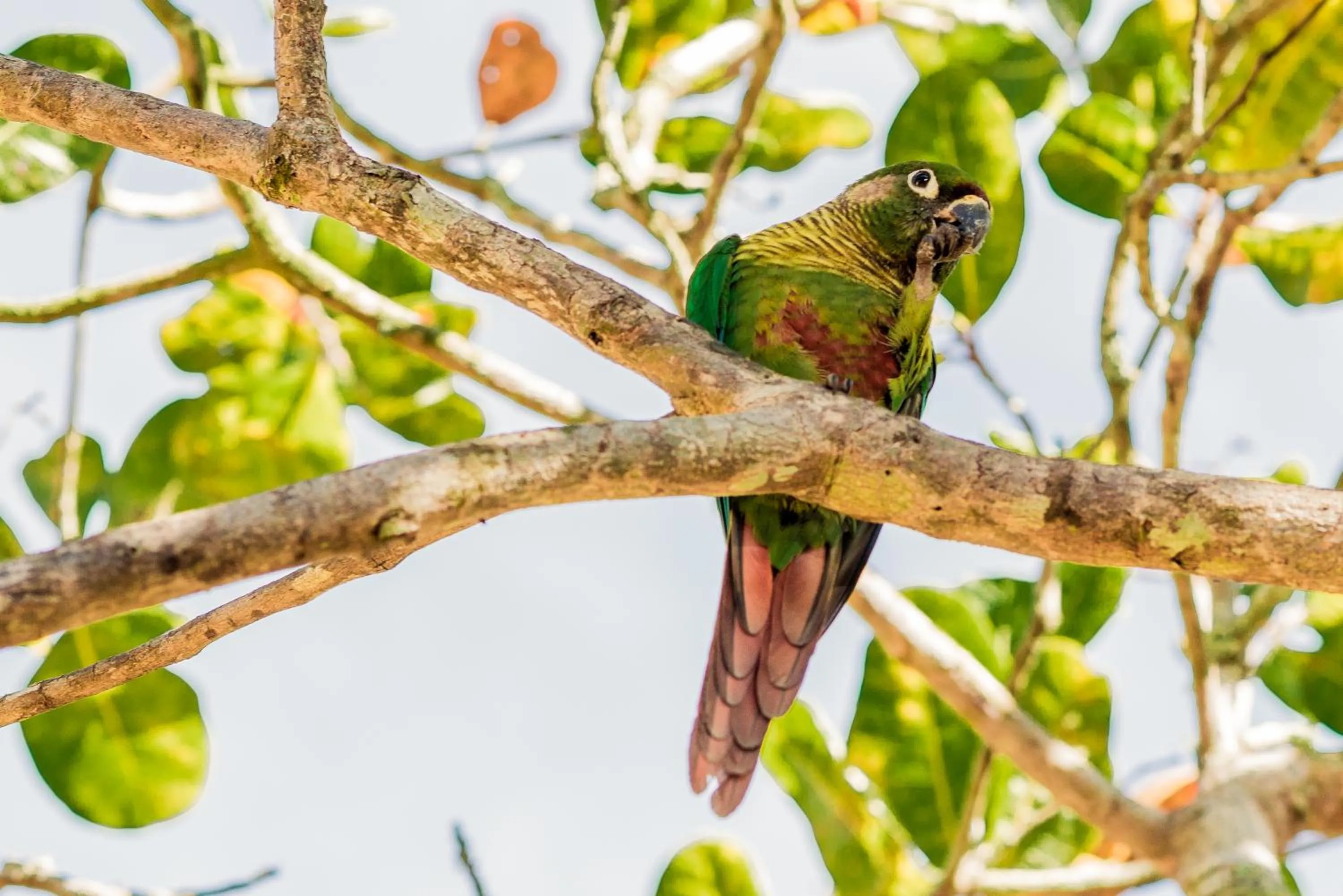 Garden in Recanto das Tiribas