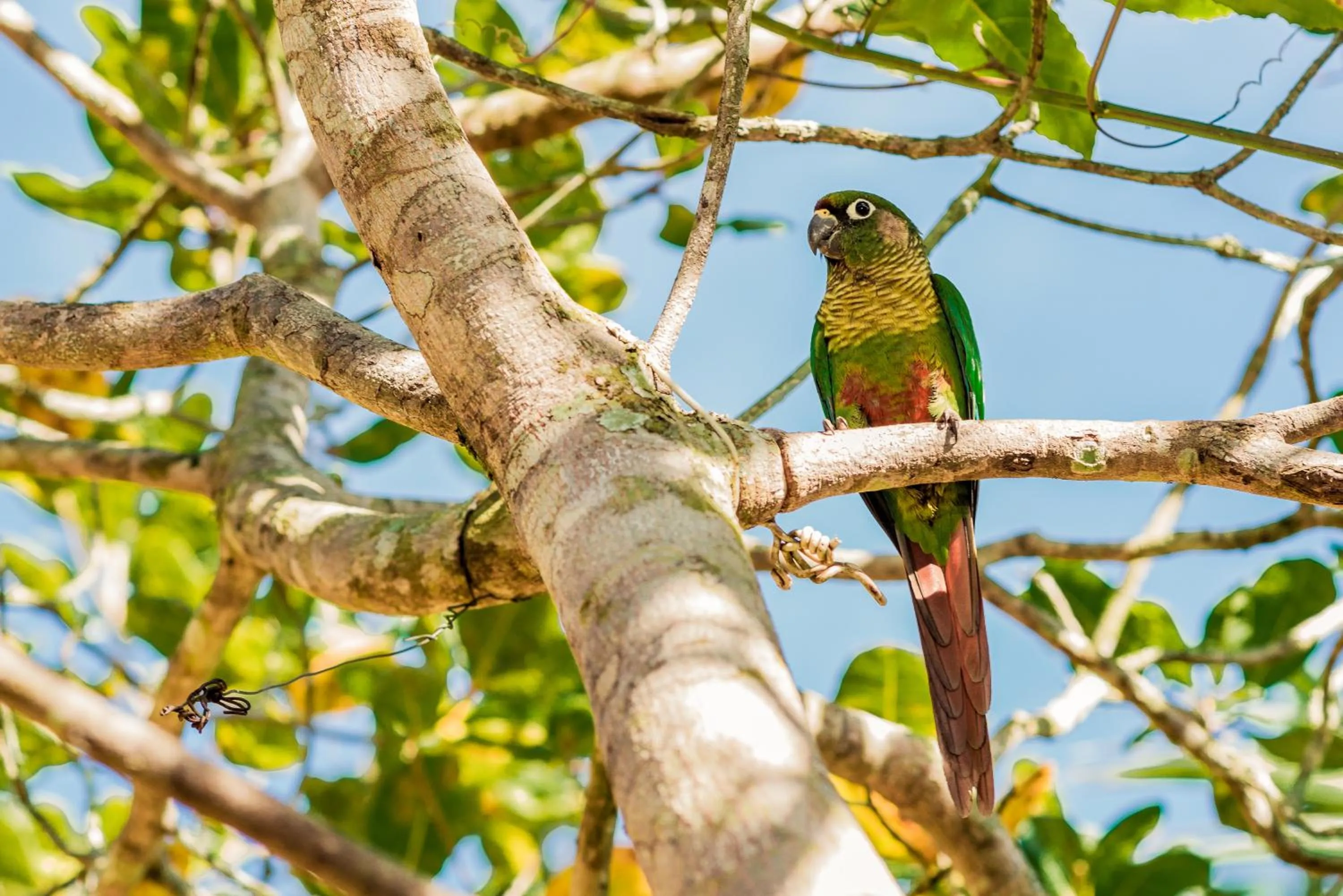 Garden in Recanto das Tiribas