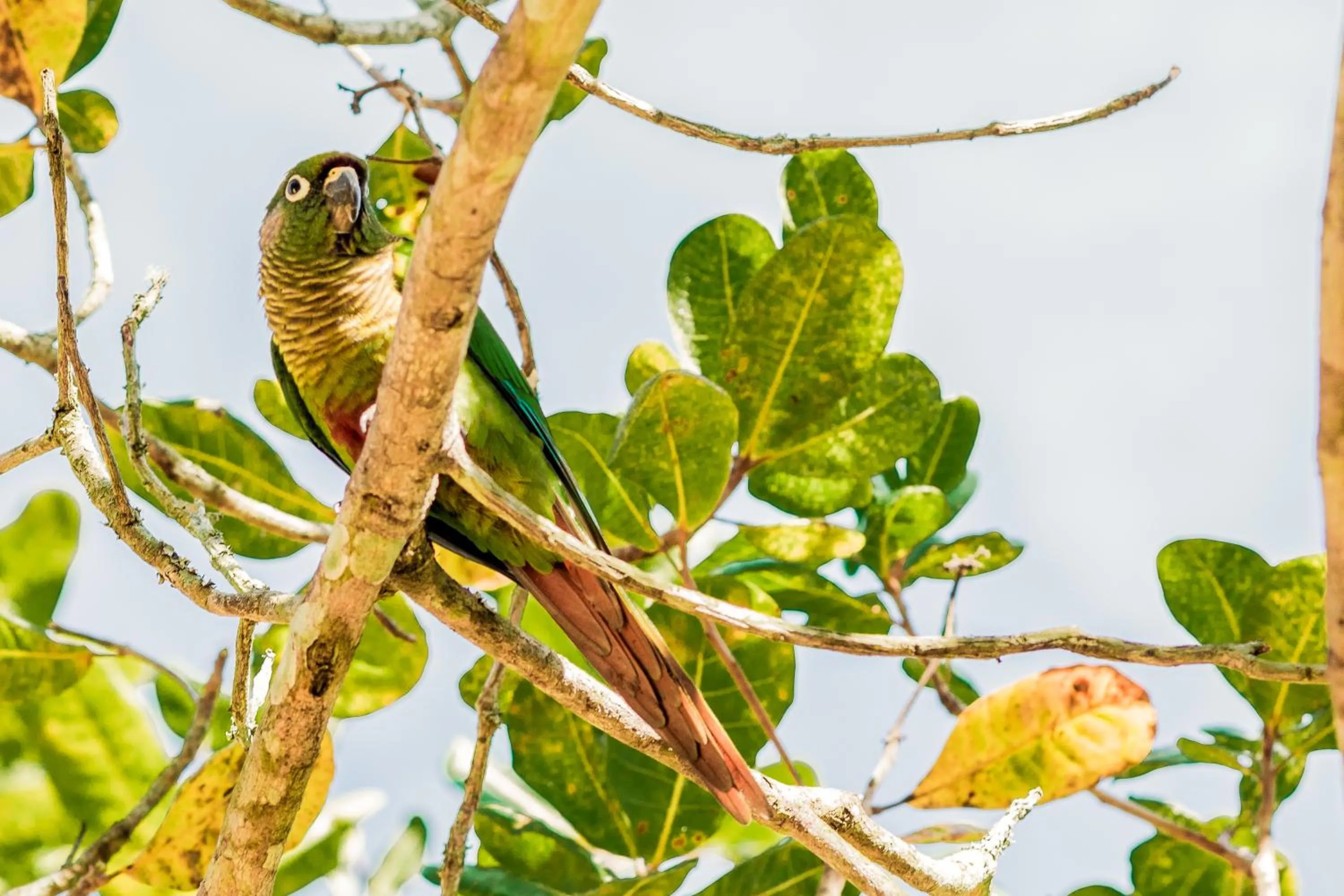 Garden in Recanto das Tiribas