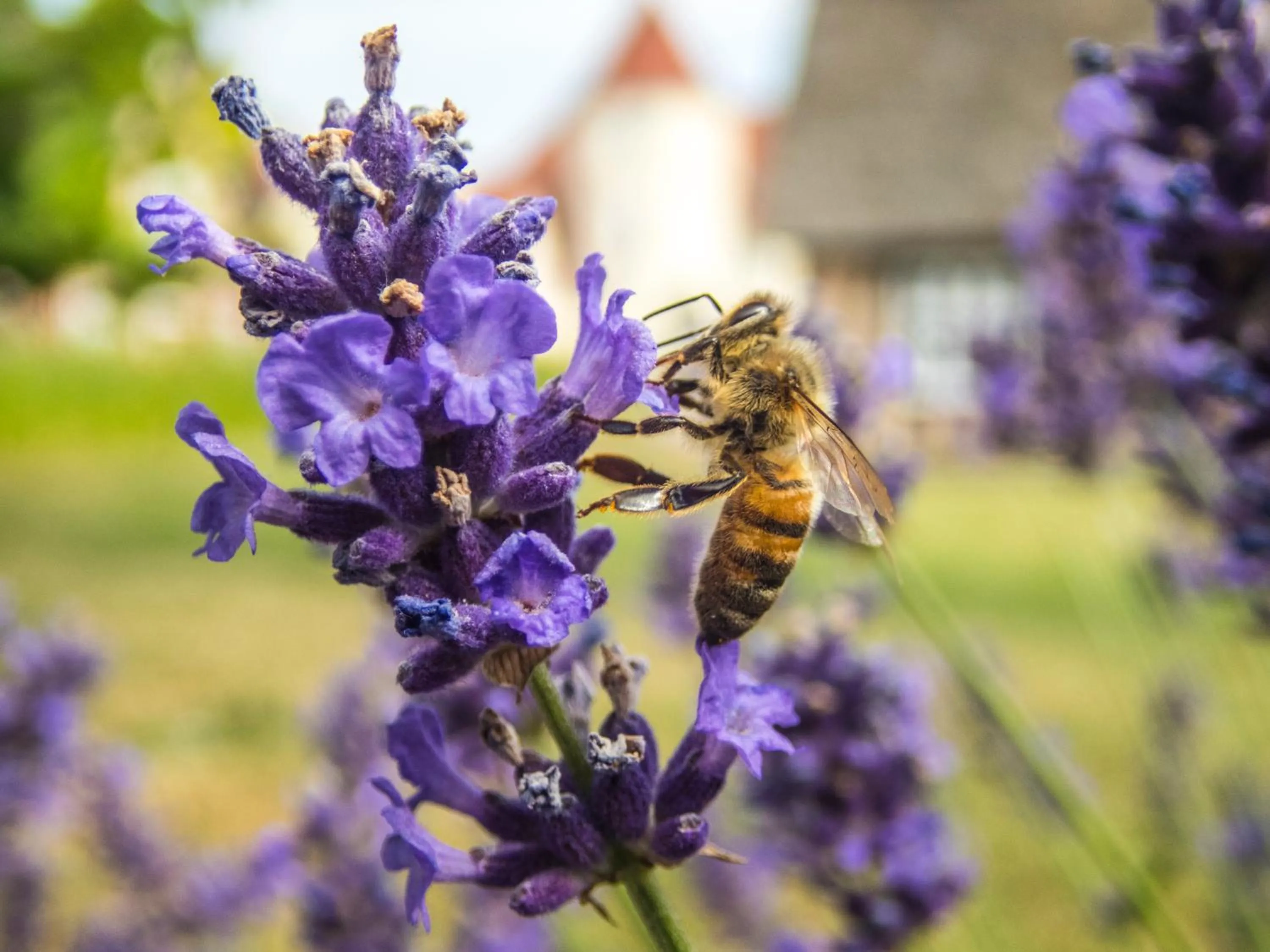 Summer in Gl. Avernæs Sinatur Hotel & Konference