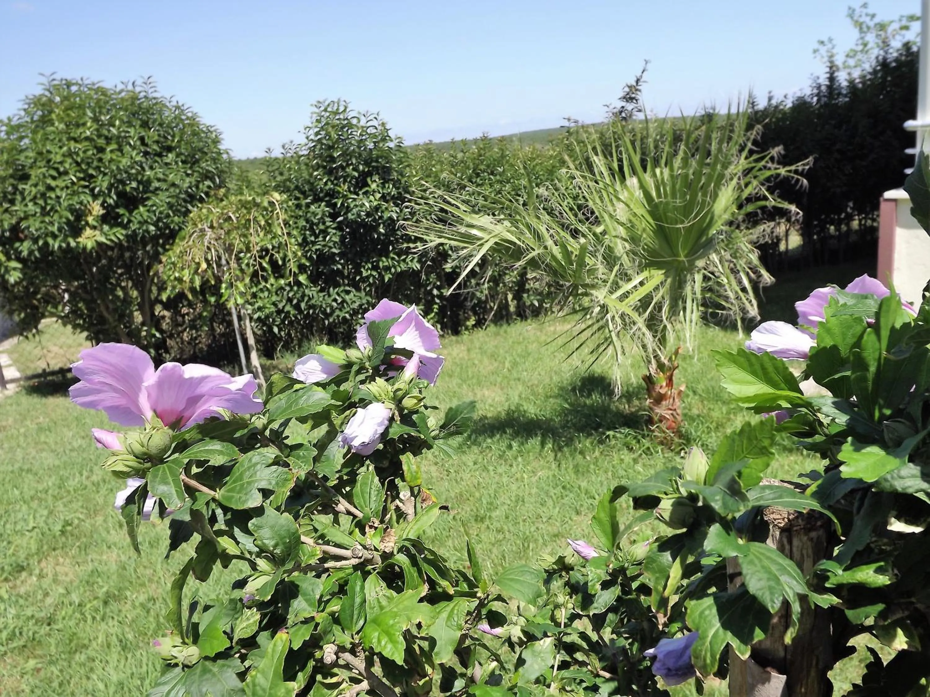 Hamsilos Apart Hotel