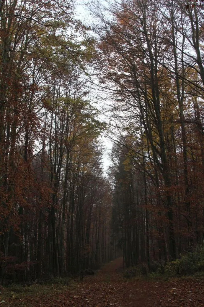 Natural landscape in Pension Walddorf