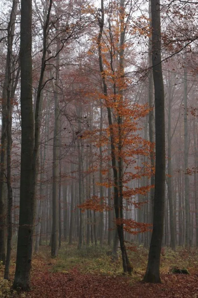 Mountain view in Pension Walddorf