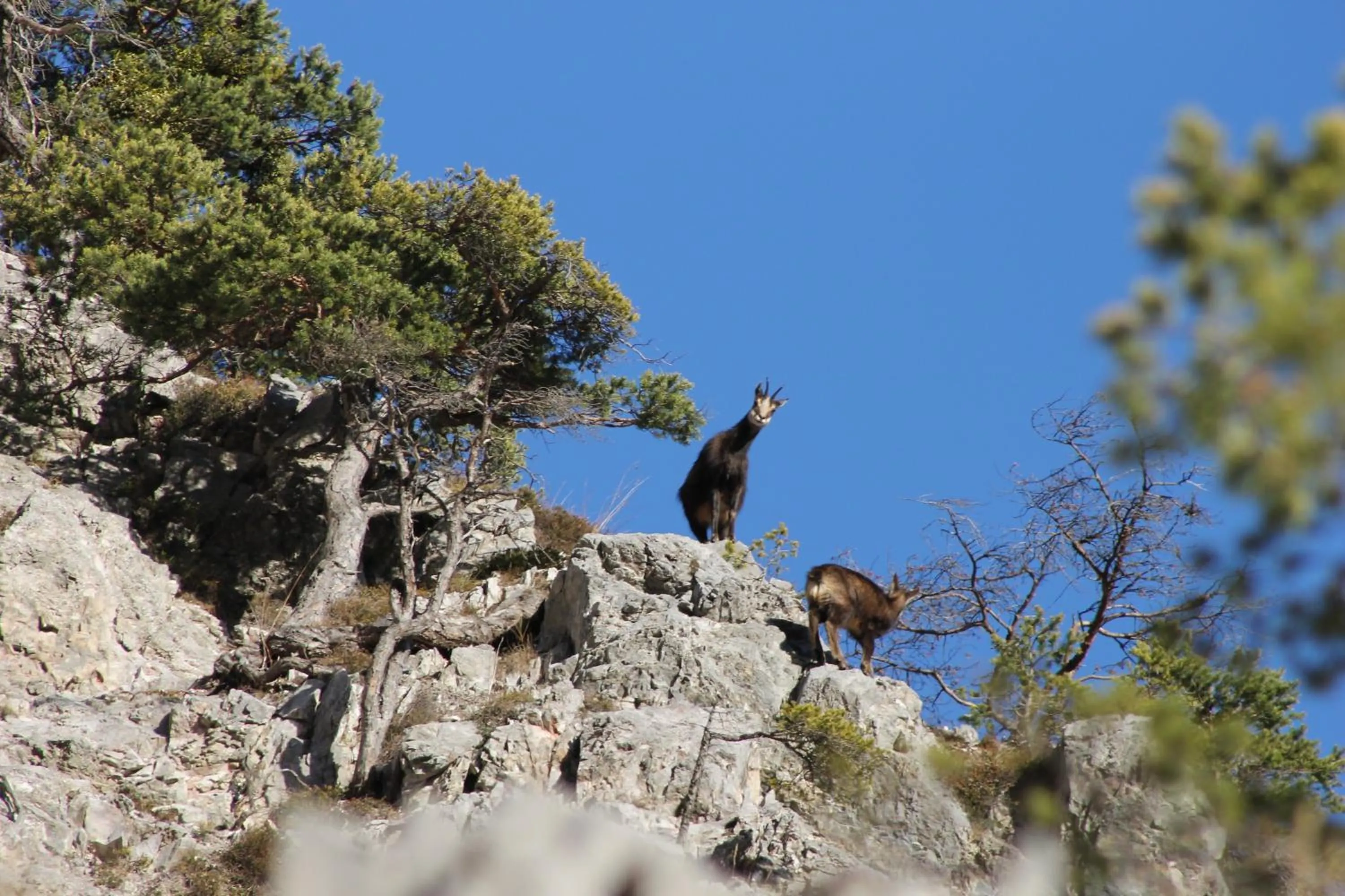 Animals in Das Schlössl