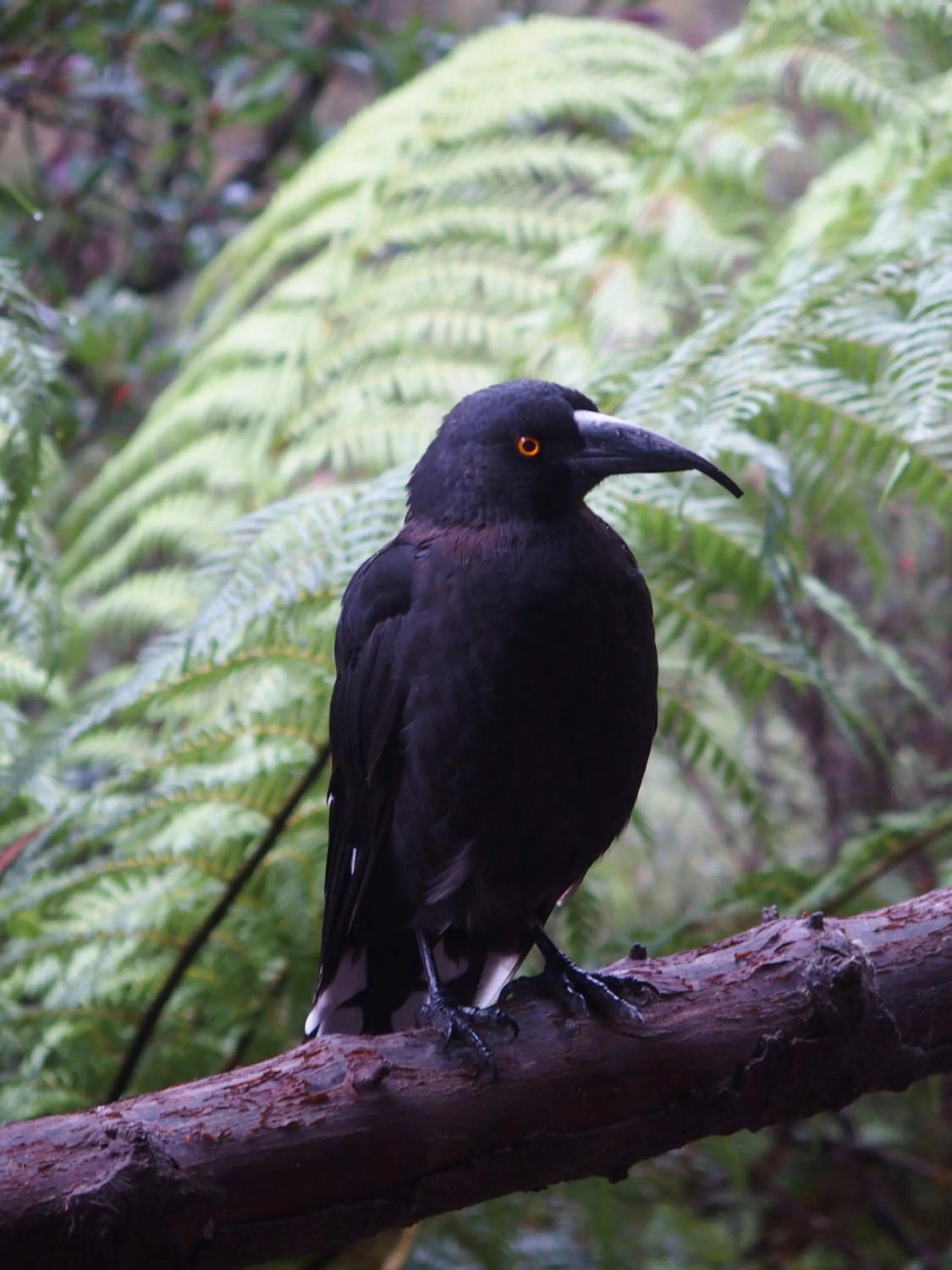 Natural landscape in Cradle Highlander