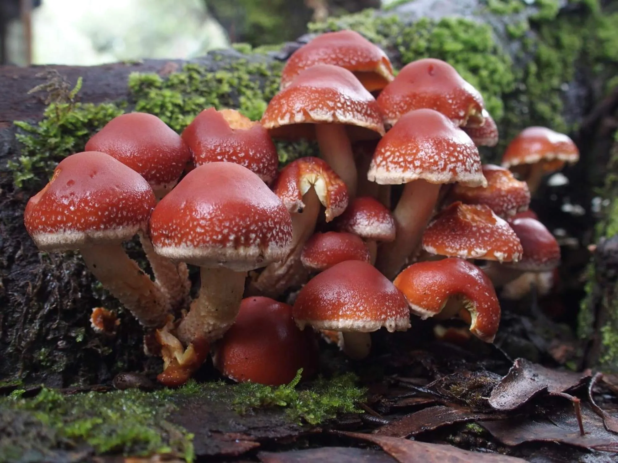 Spring in Cradle Highlander