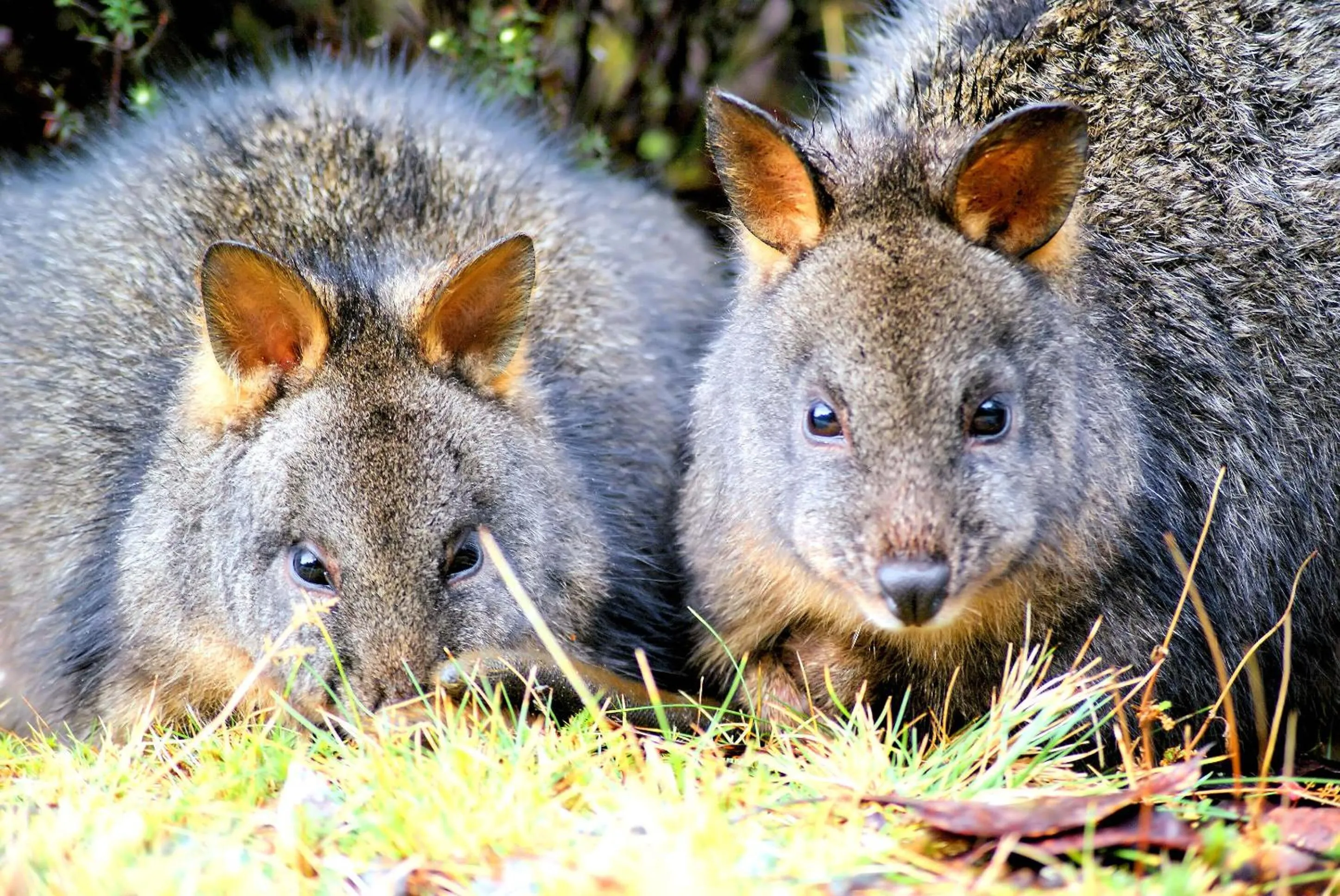 Animals in Cradle Highlander