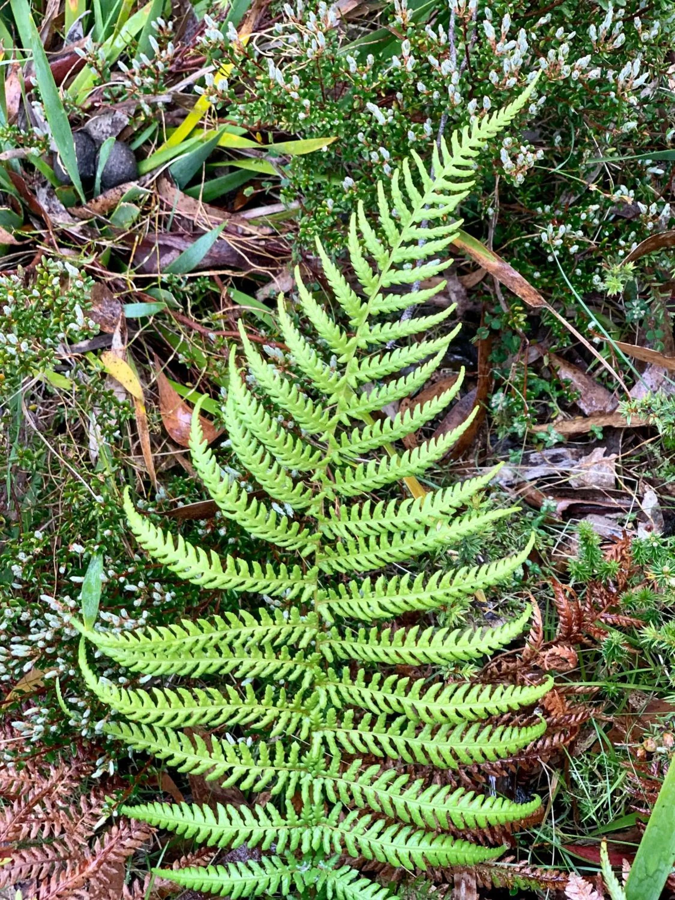 Natural landscape in Cradle Highlander