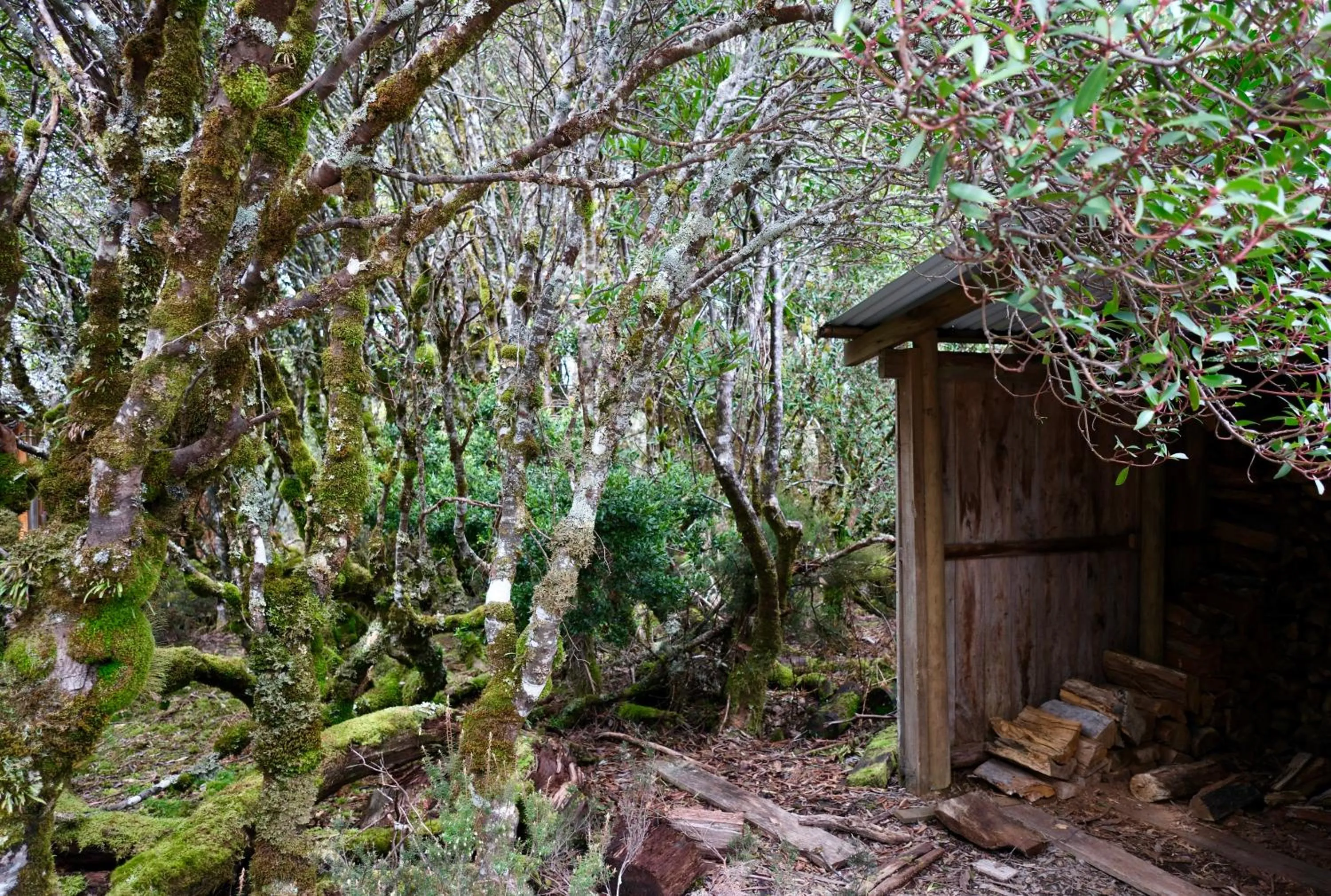 Natural landscape in Cradle Highlander